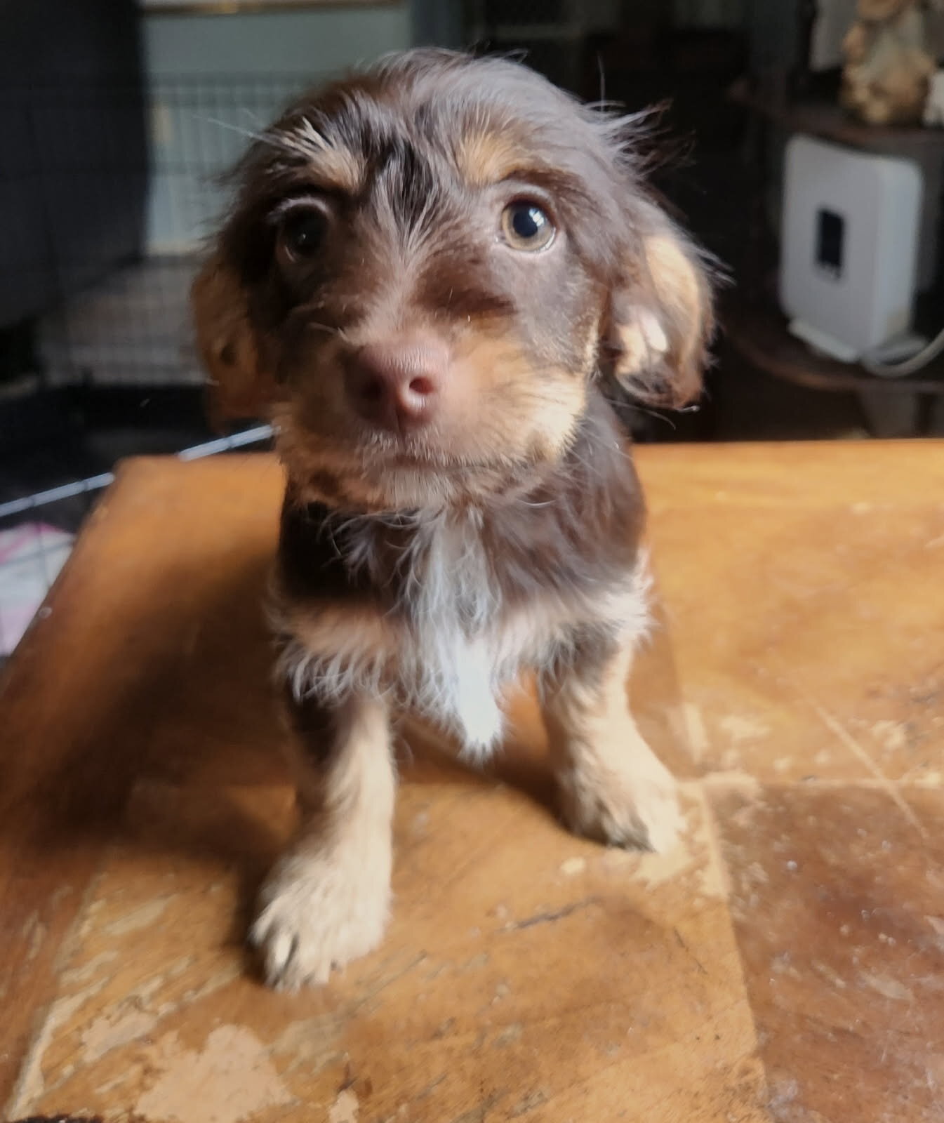 Yorkie and Jack Russel Mix puppies for sale image 1