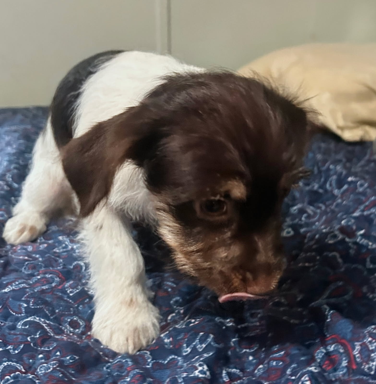 Yorkie and Jack Russel Mix puppies for sale image 9