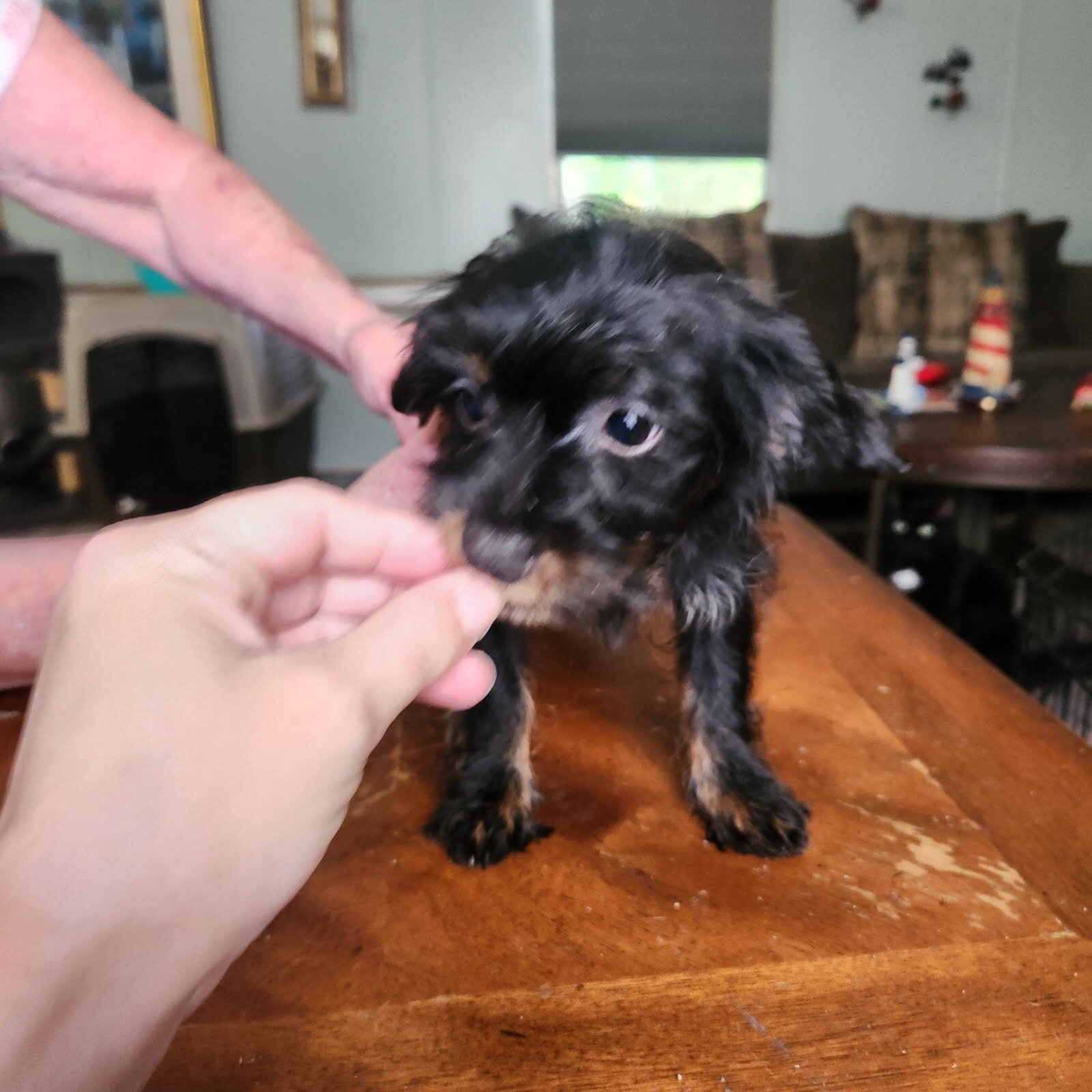 Yorkie and Jack Russel Mix puppies for sale image 3