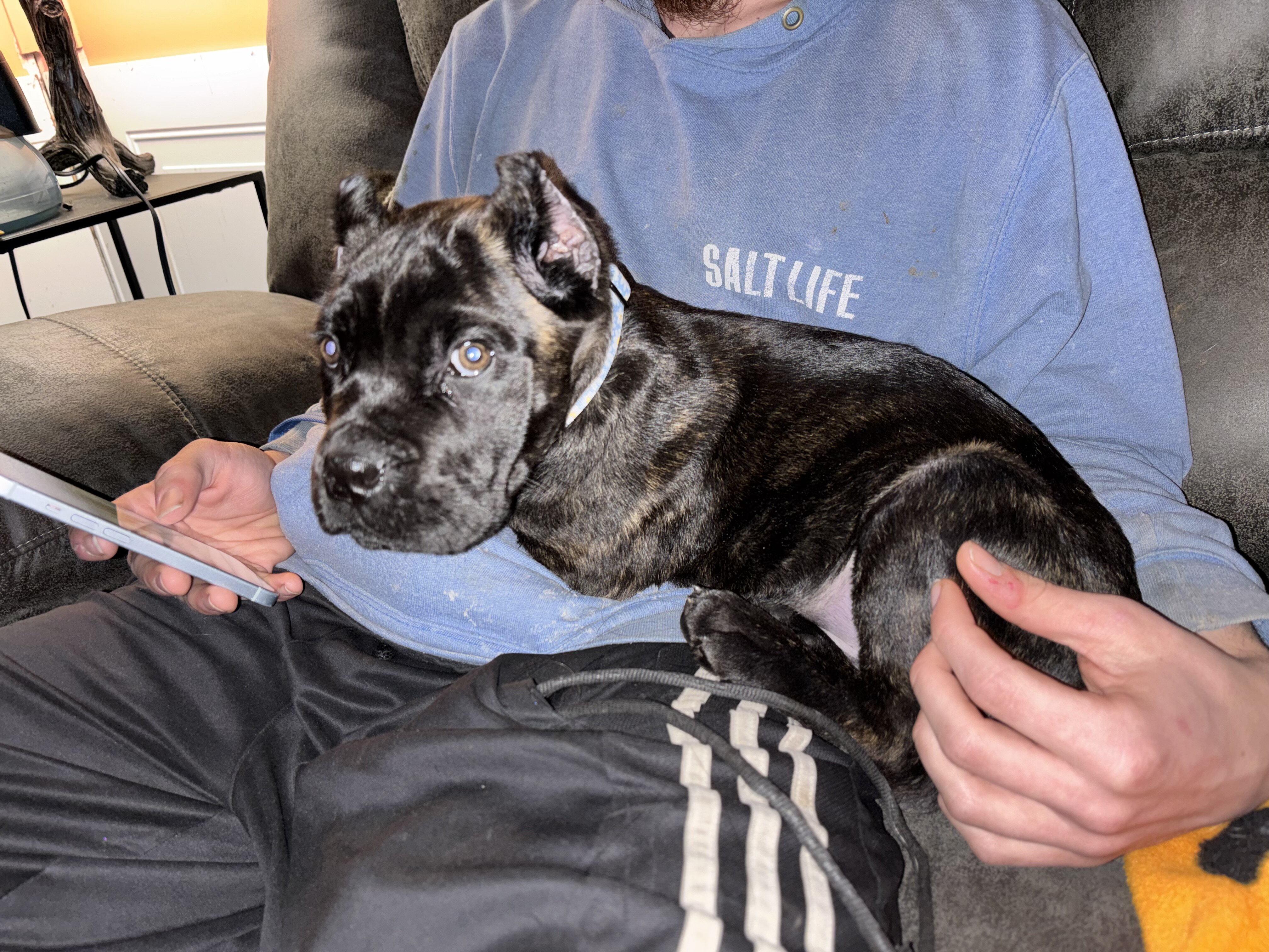 Cane corso pup image 1