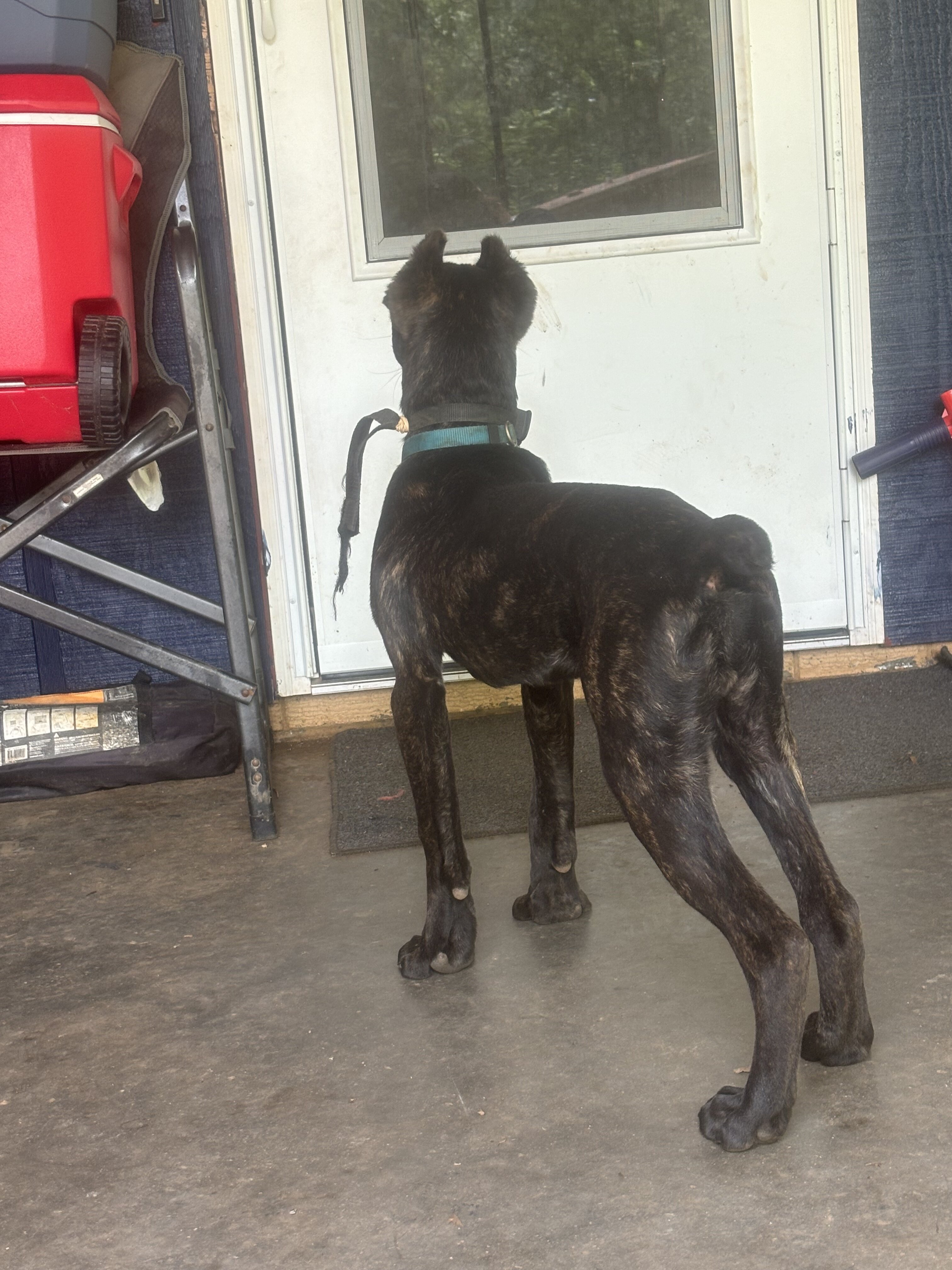 Cane corso pup image 2