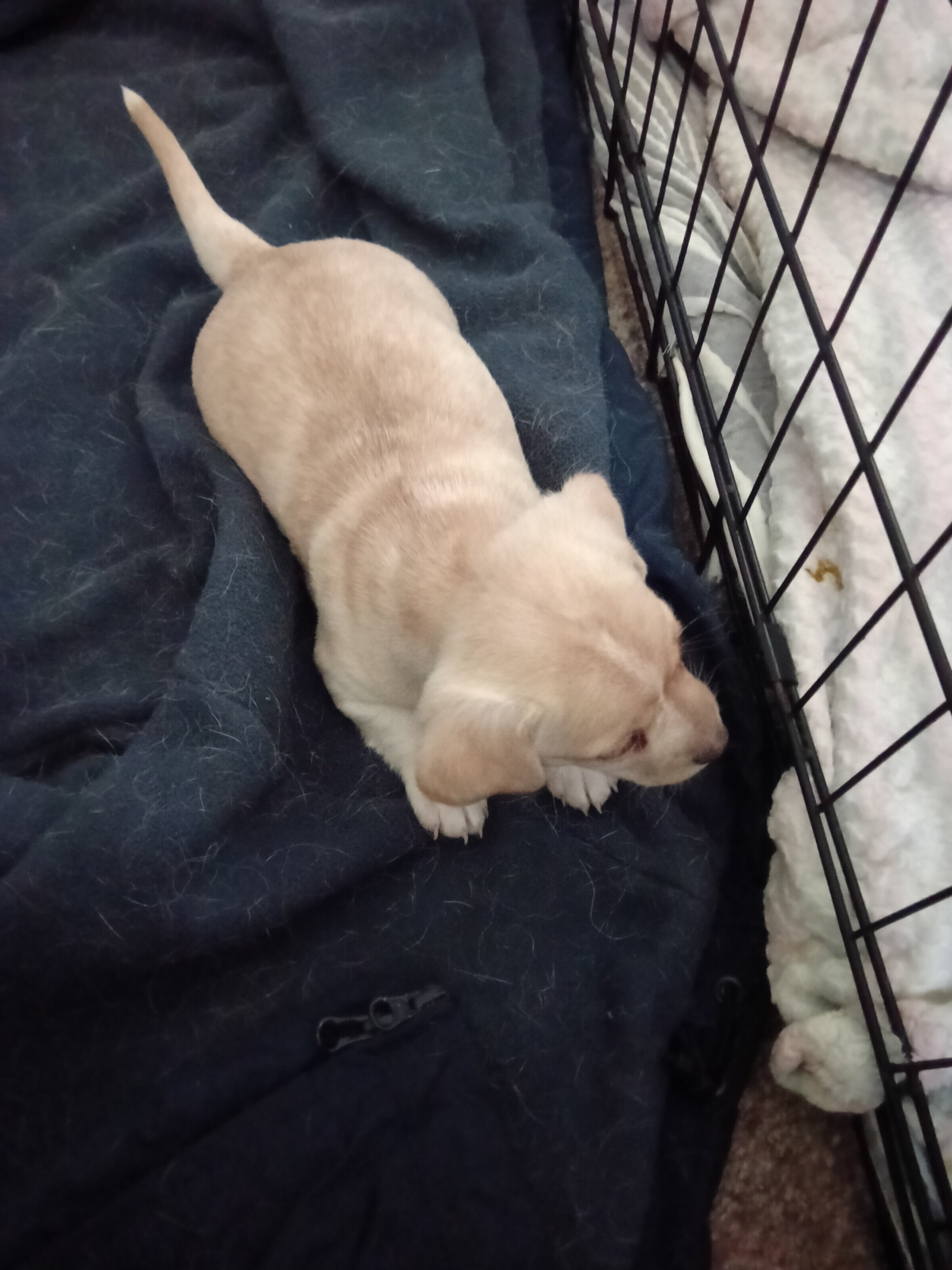 Puppies image 1