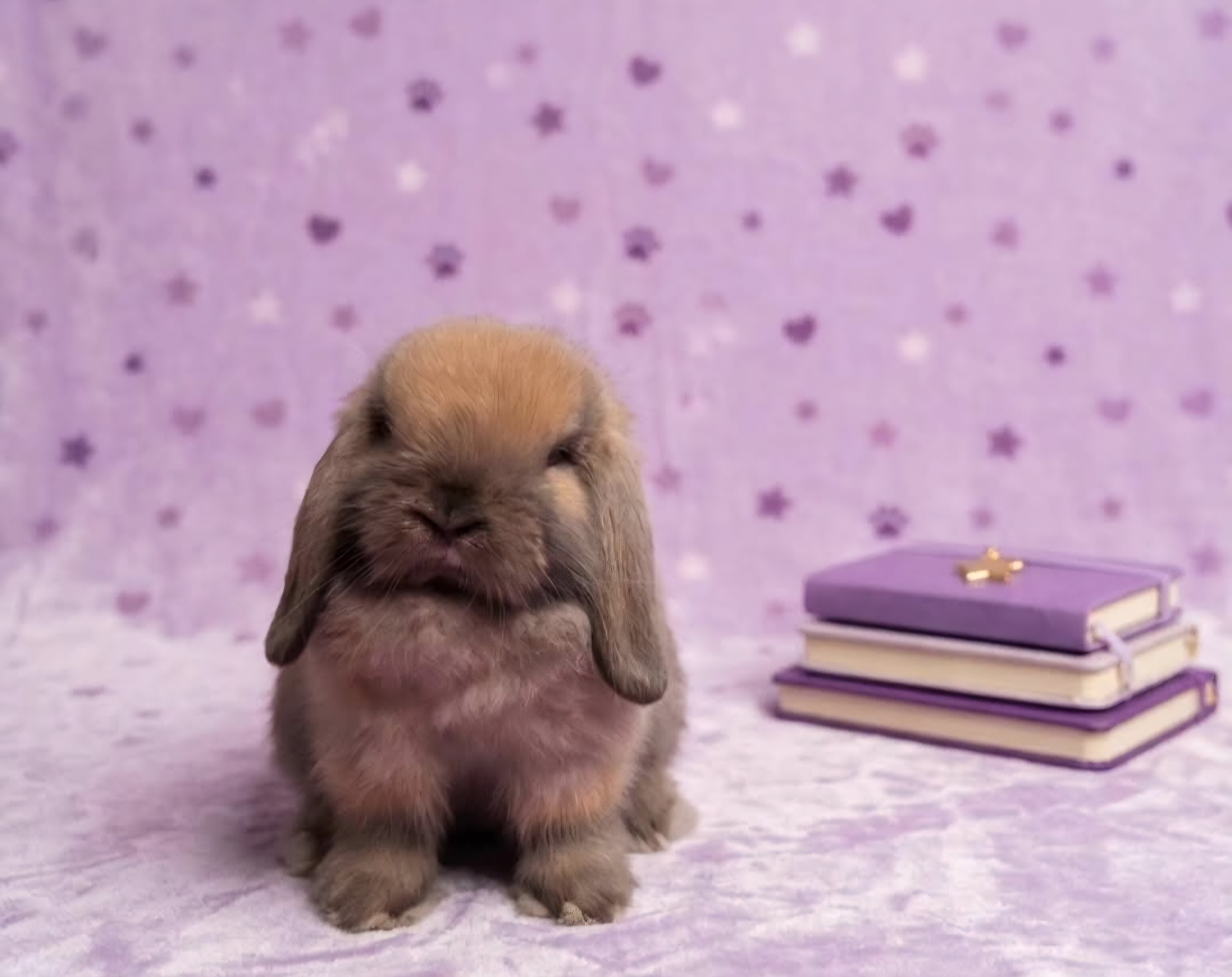 Arizona rabbits rabbits  Holland lops image 1