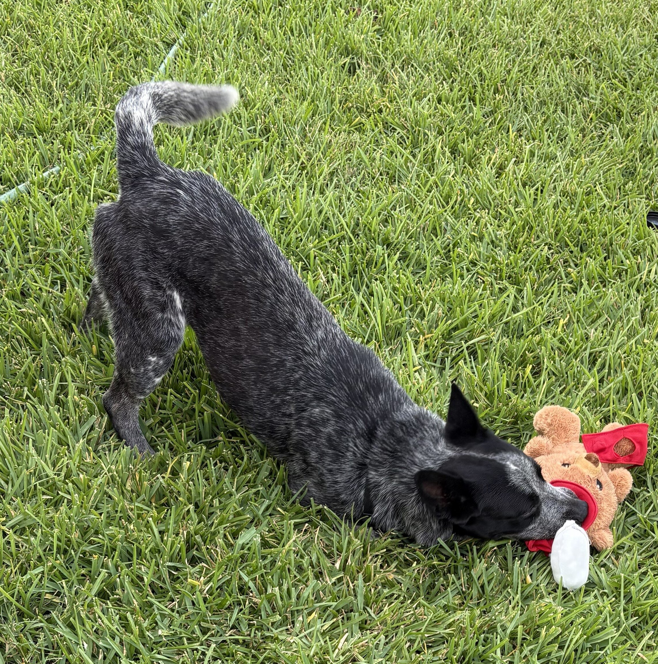 Free Blue Heeler (Australian Cattle Dog) image 4