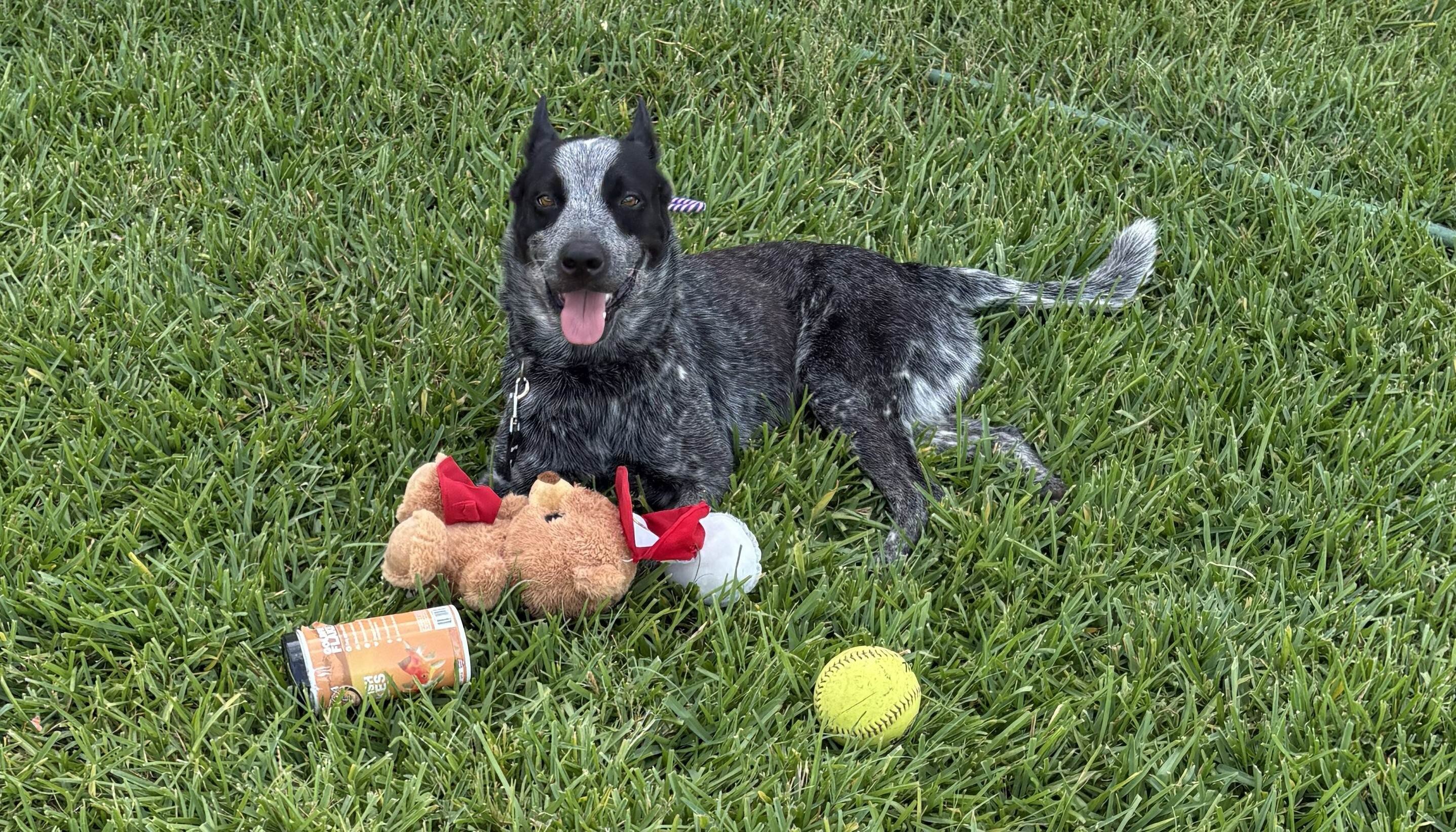 Free Blue Heeler (Australian Cattle Dog) image 3