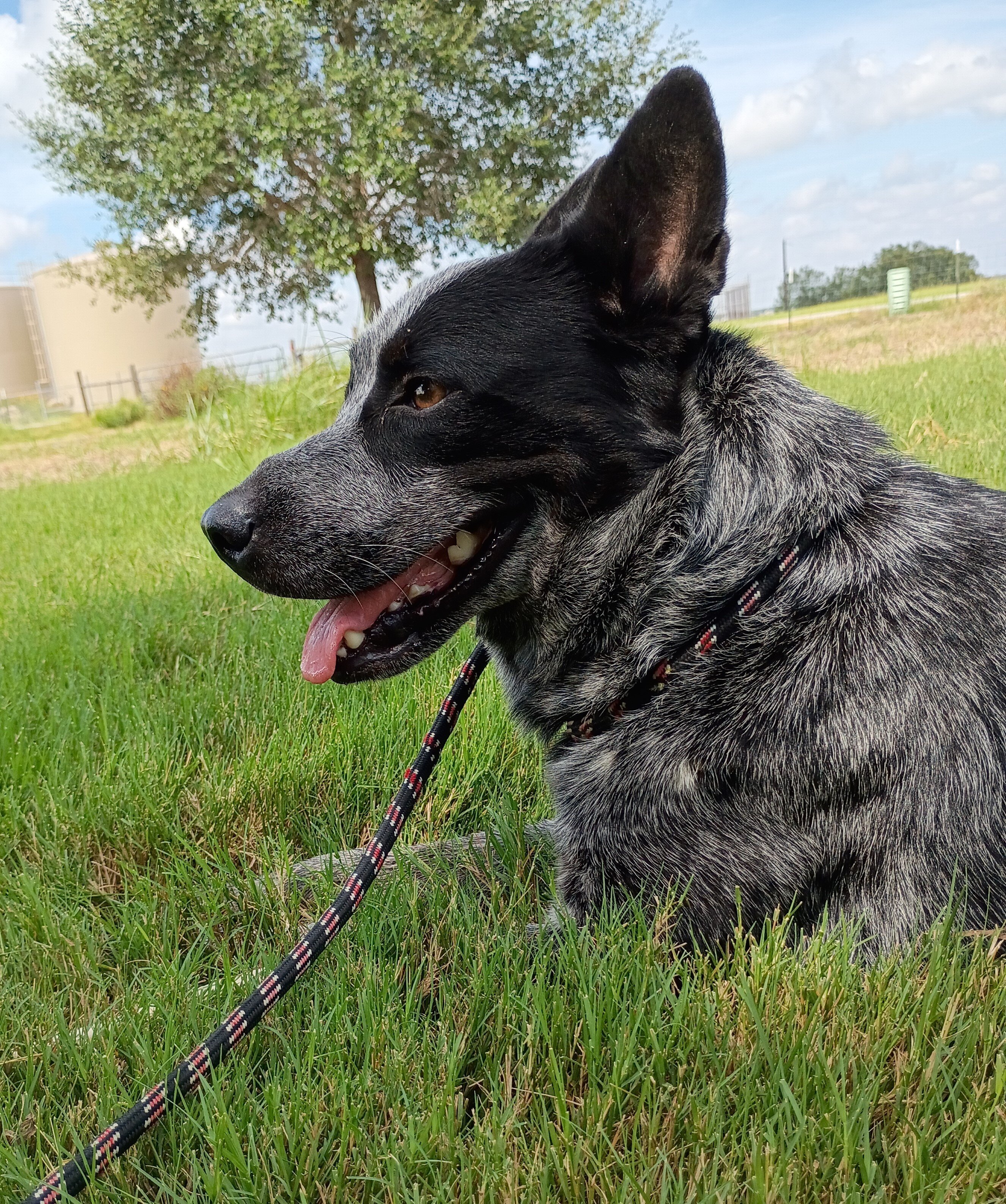 Free Blue Heeler (Australian Cattle Dog) image 2