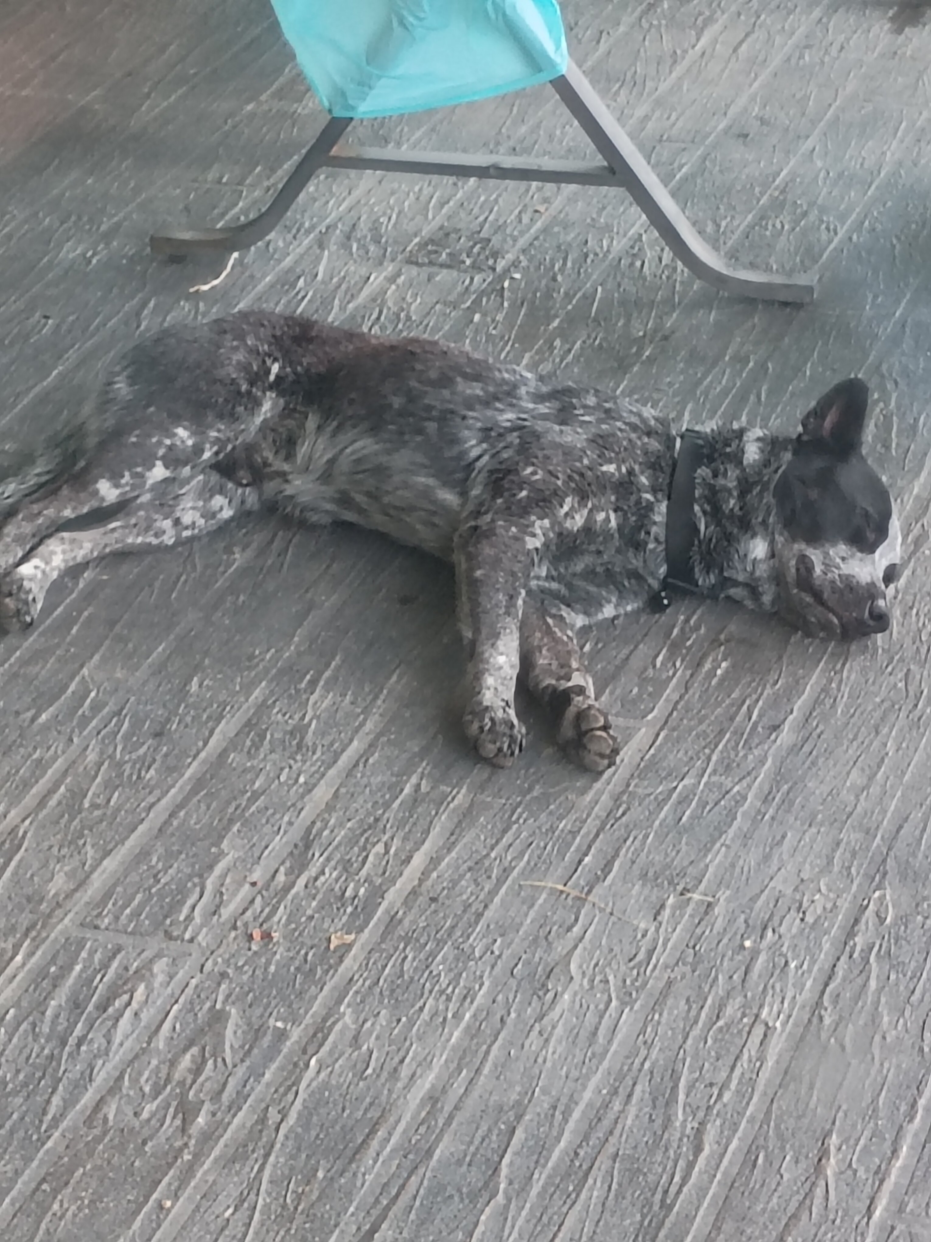 Free Blue Heeler (Australian Cattle Dog) image 1