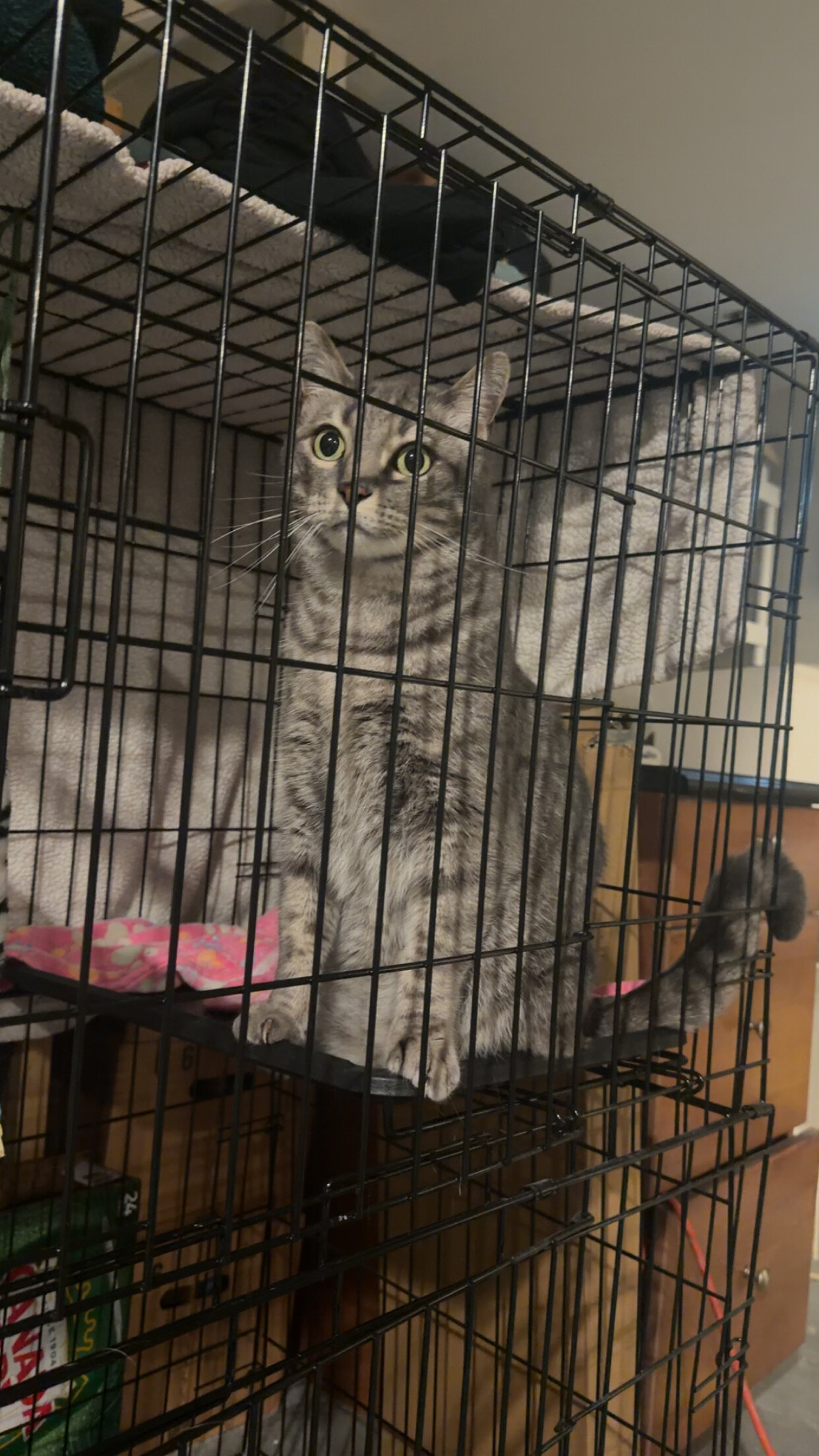 Haon Available For Adoption image 1