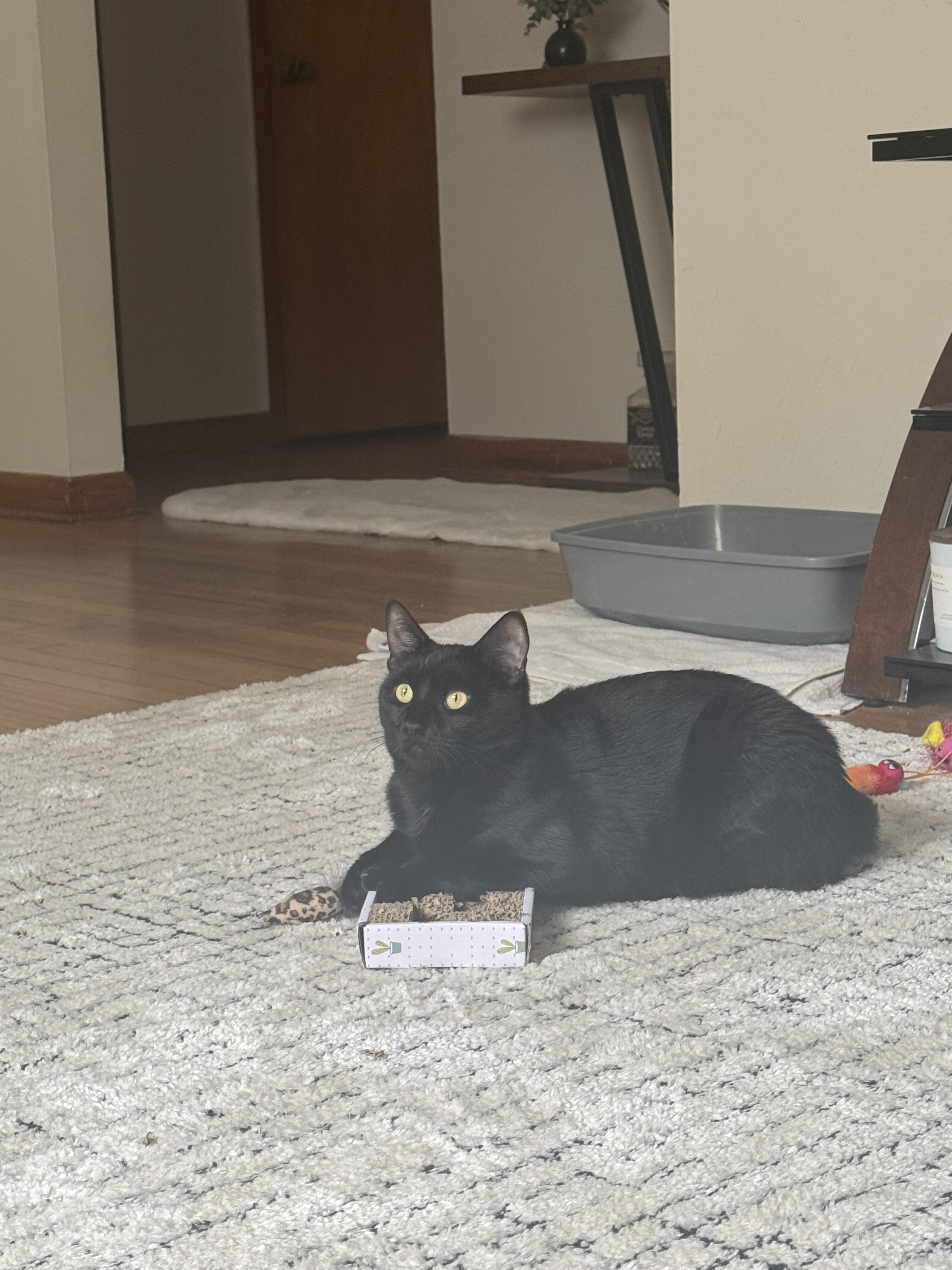 Onyx For Adoption image 3
