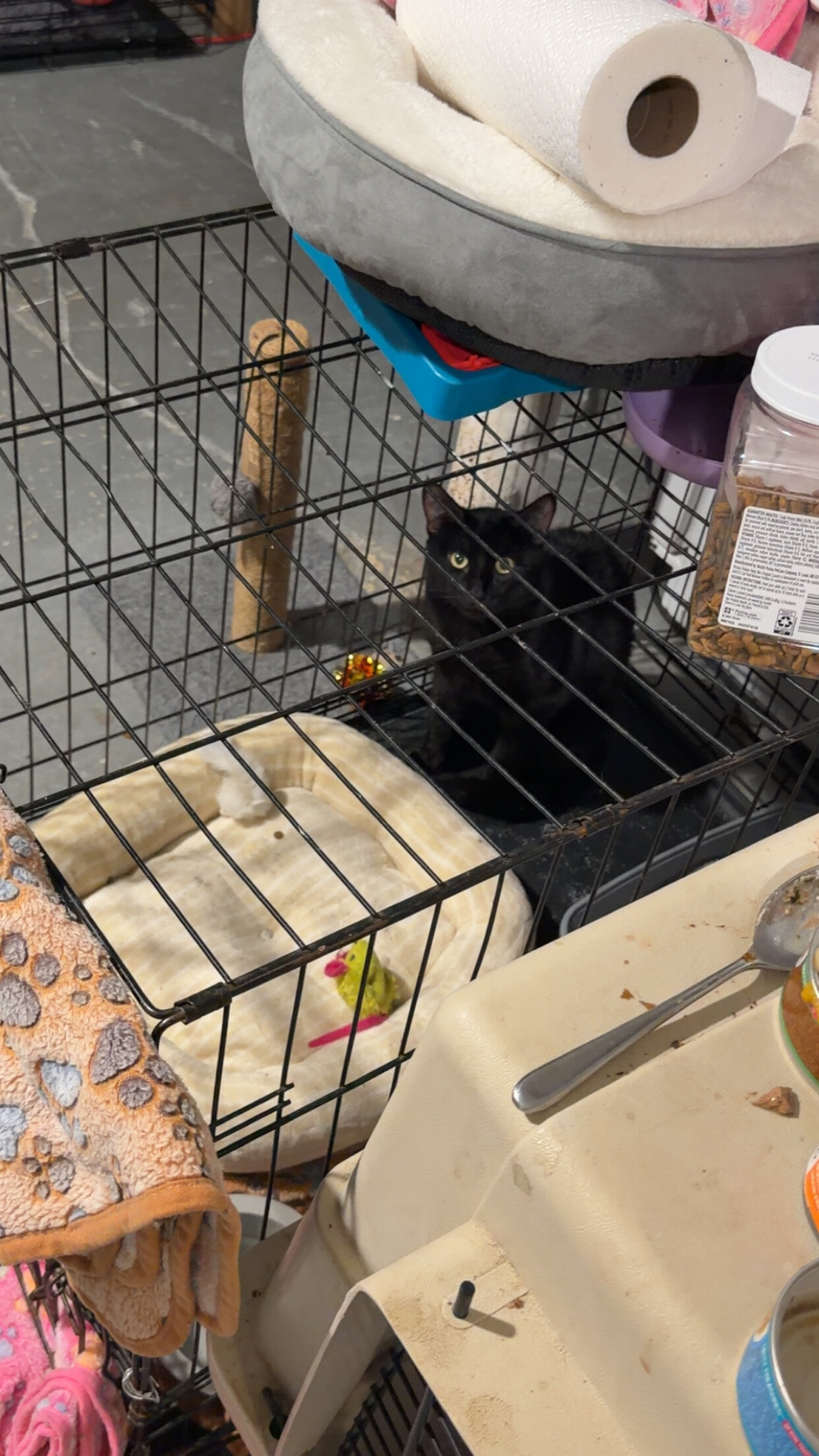 Onyx For Adoption image 2