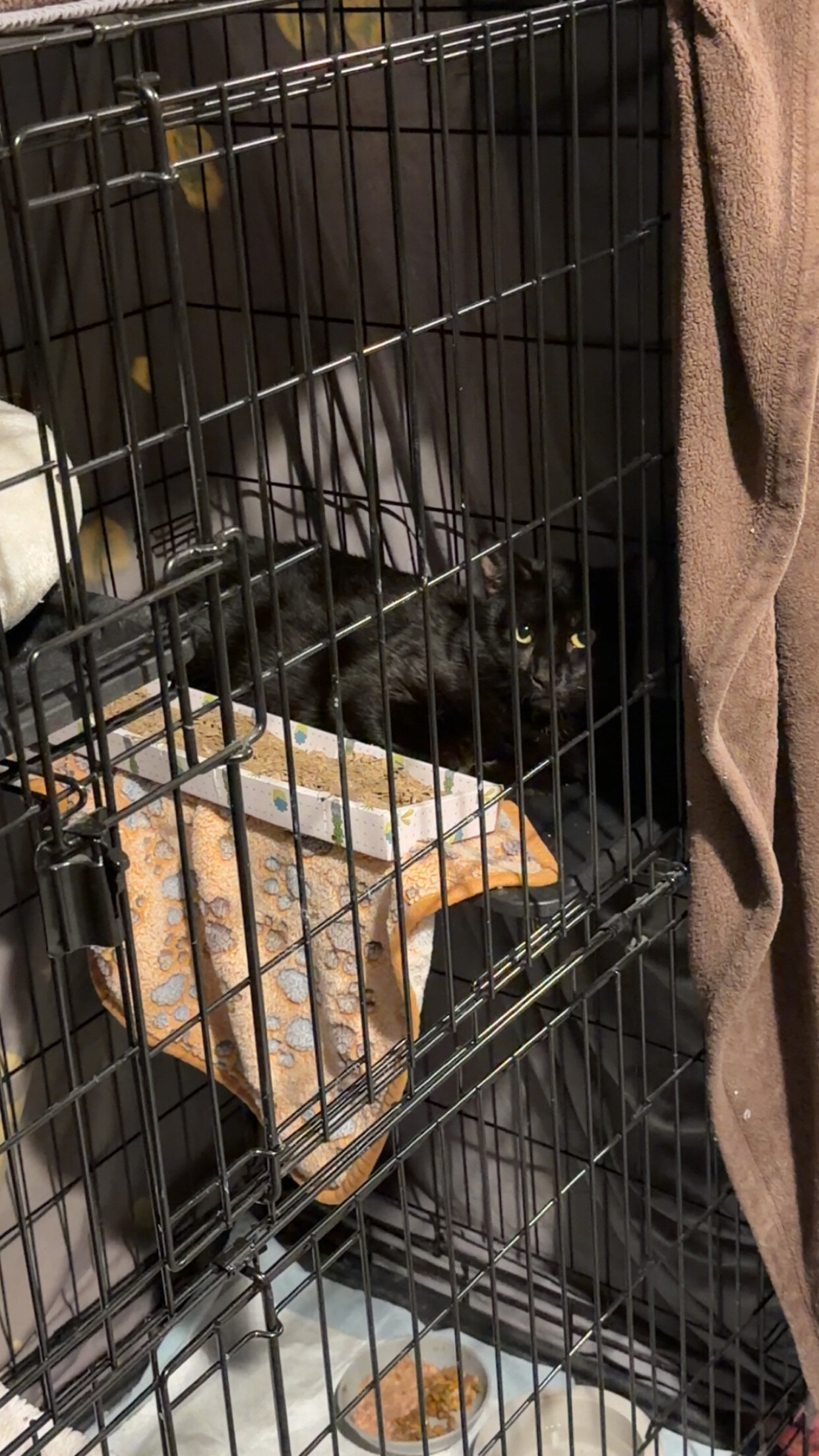 Onyx For Adoption image 1