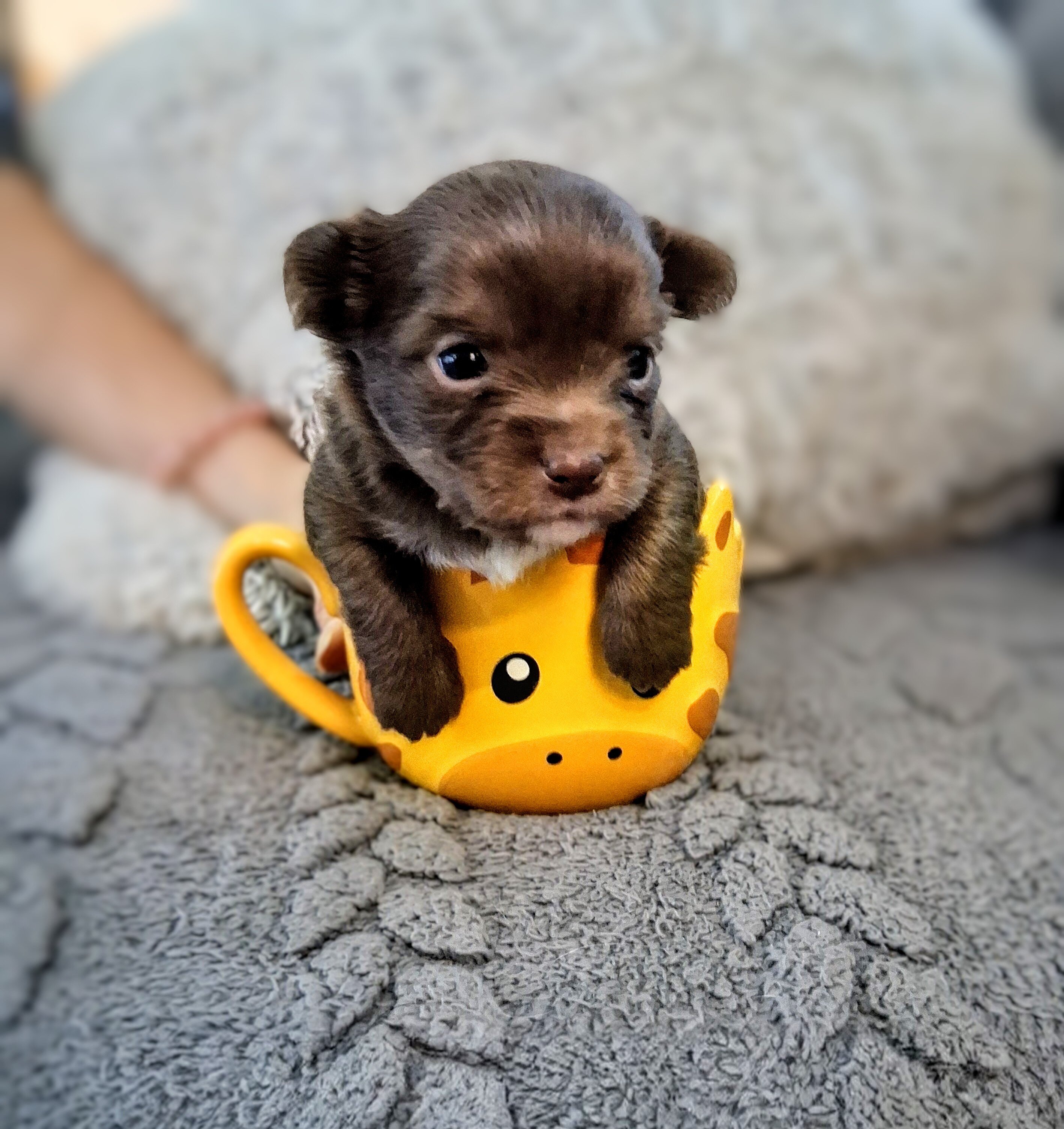 Long haired Chihuahua puppy image 1