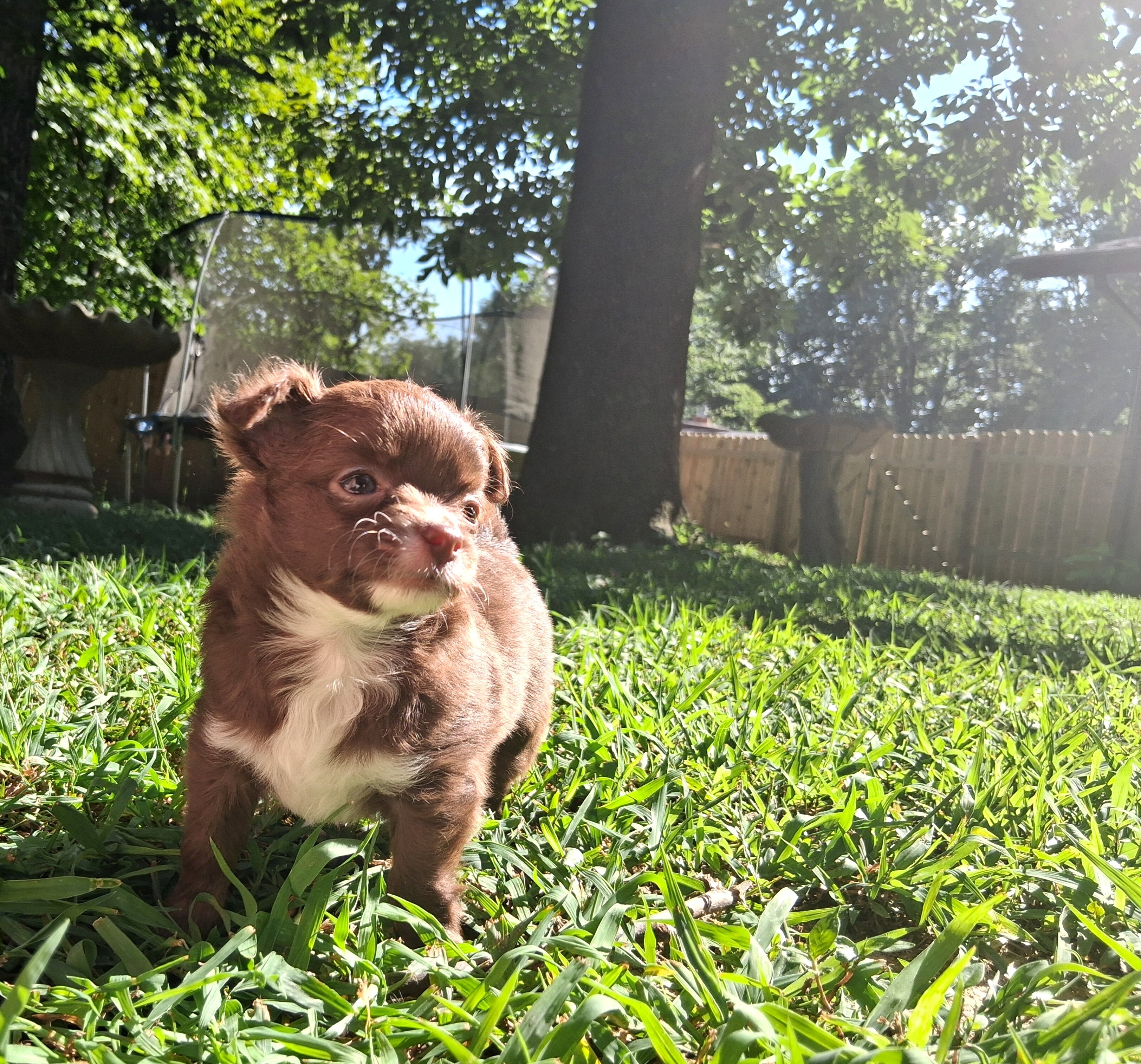 Long haired Chihuahua puppy image 2