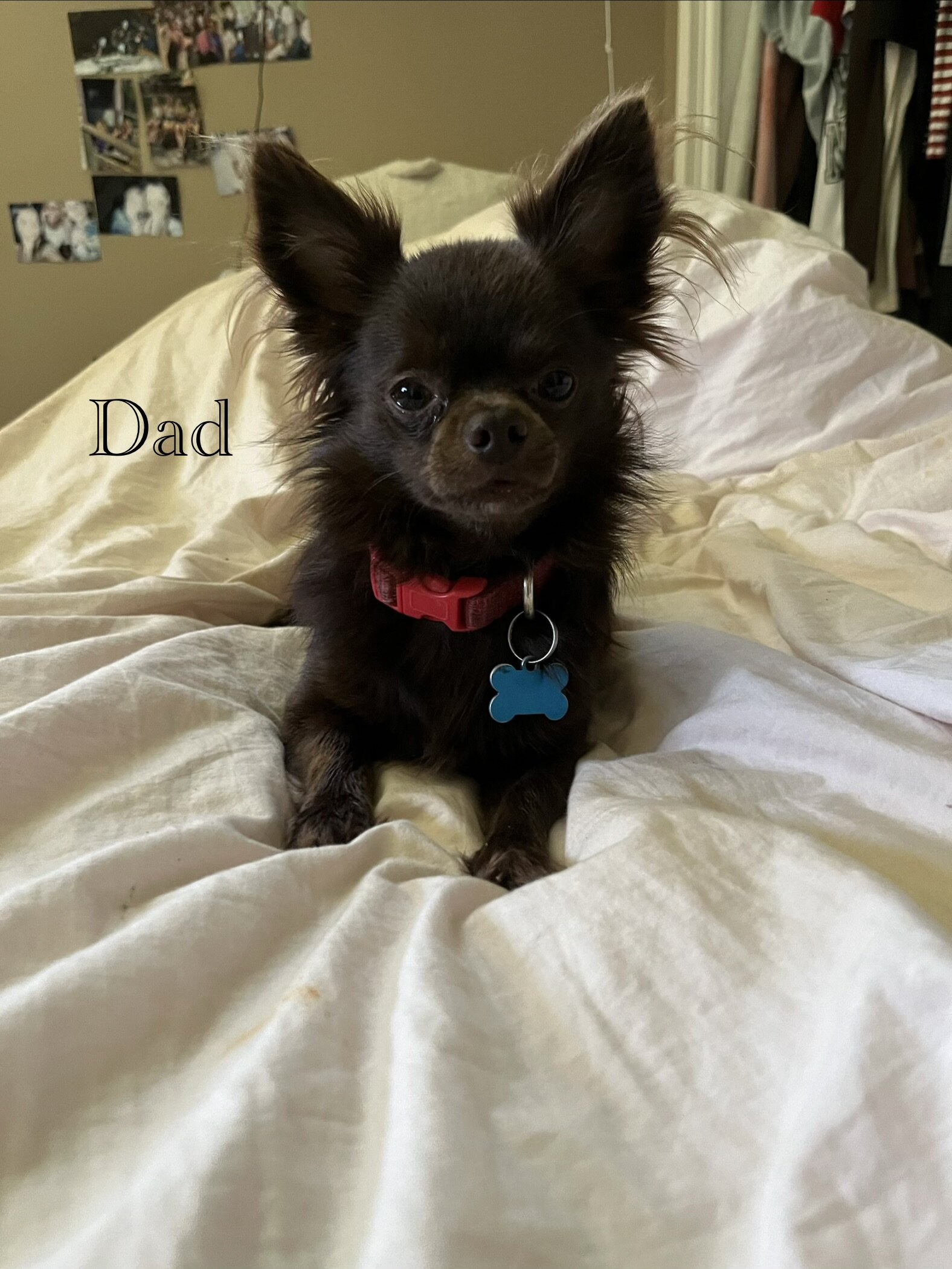 Long haired Chihuahua puppy image 4