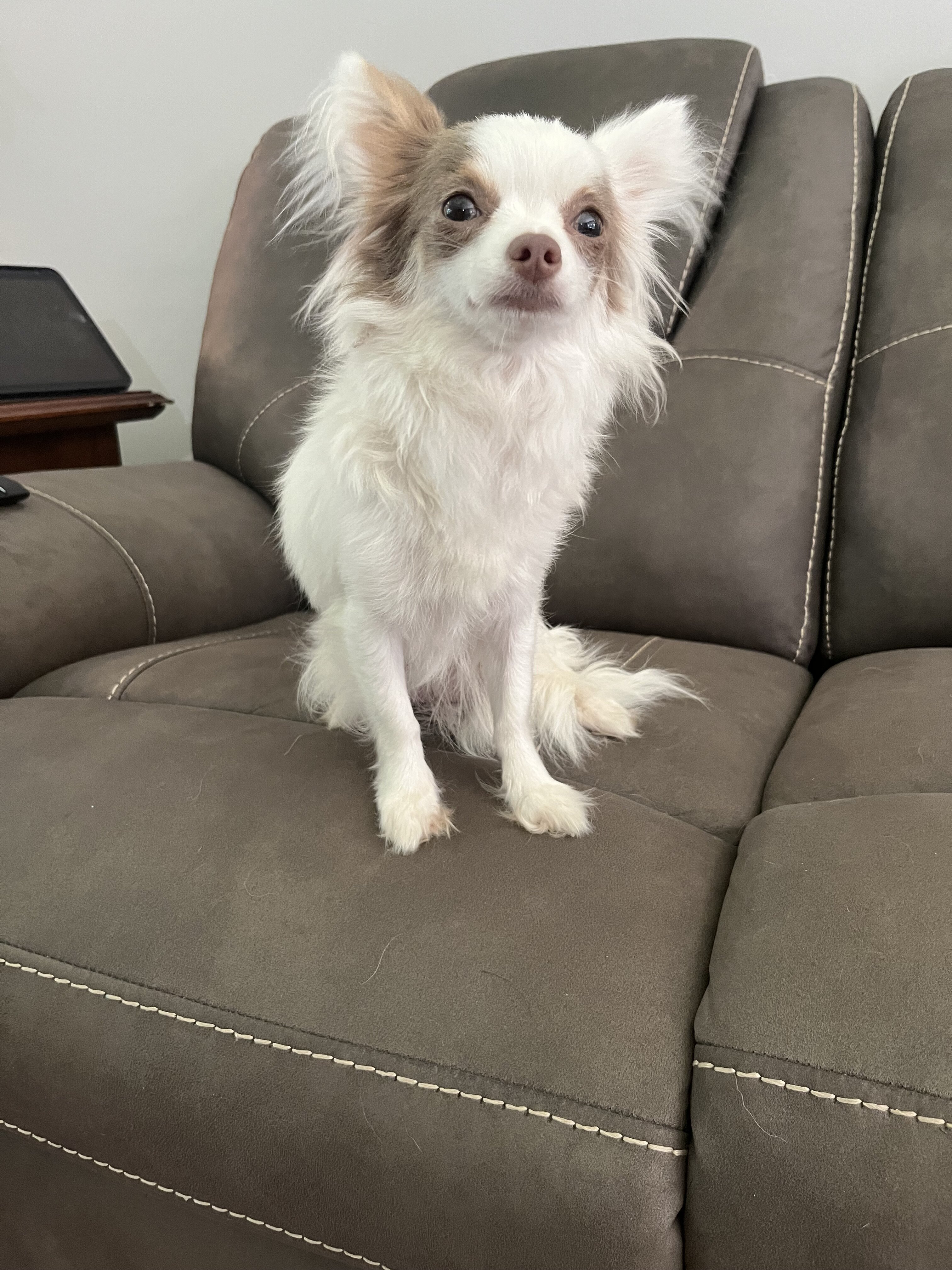 Long haired Chihuahua puppy image 3