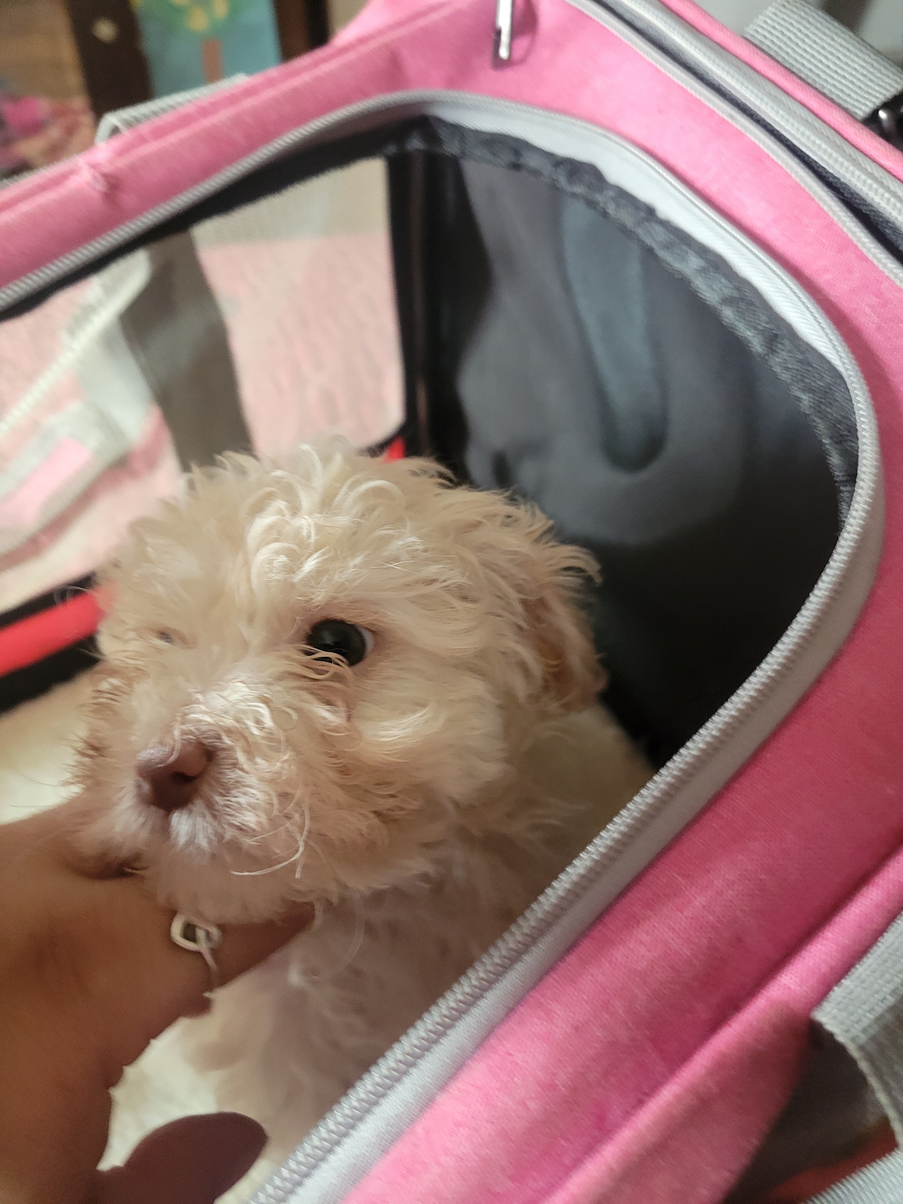 Girl shih tuz pups image 1