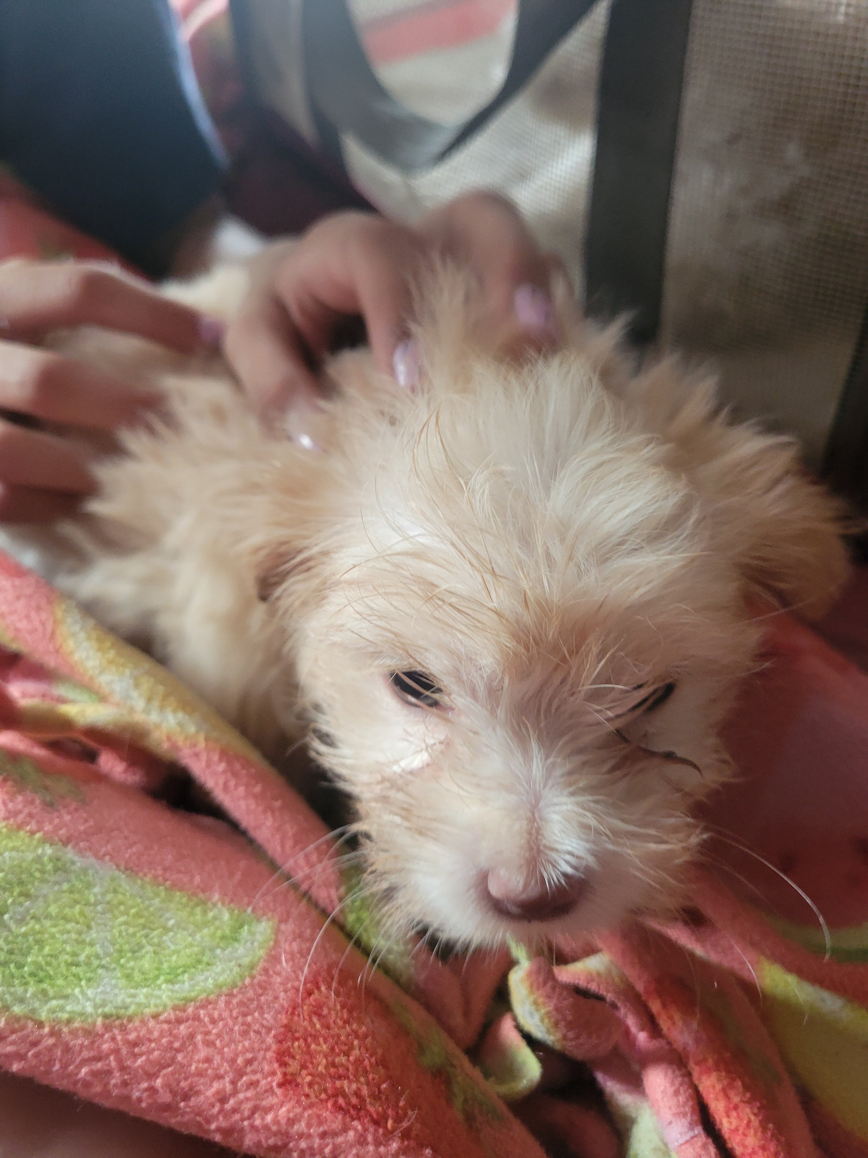 Girl shih tzu puppy image 1