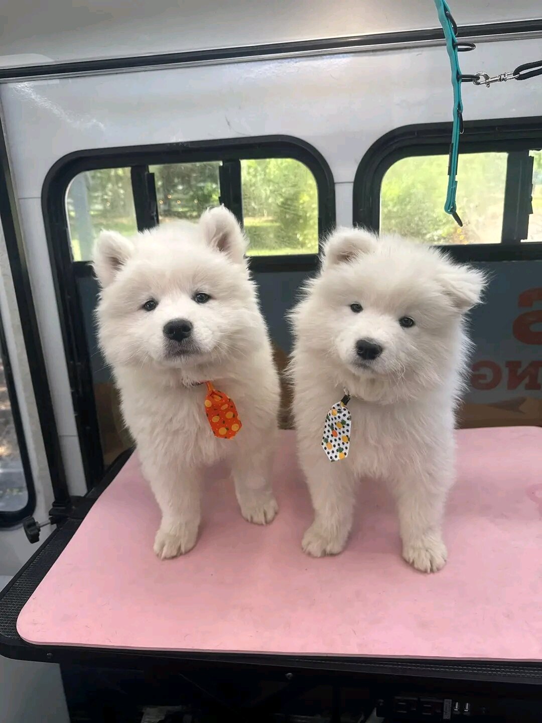 Purebred Samoyed puppies available for pick-up! 🐾 image 1