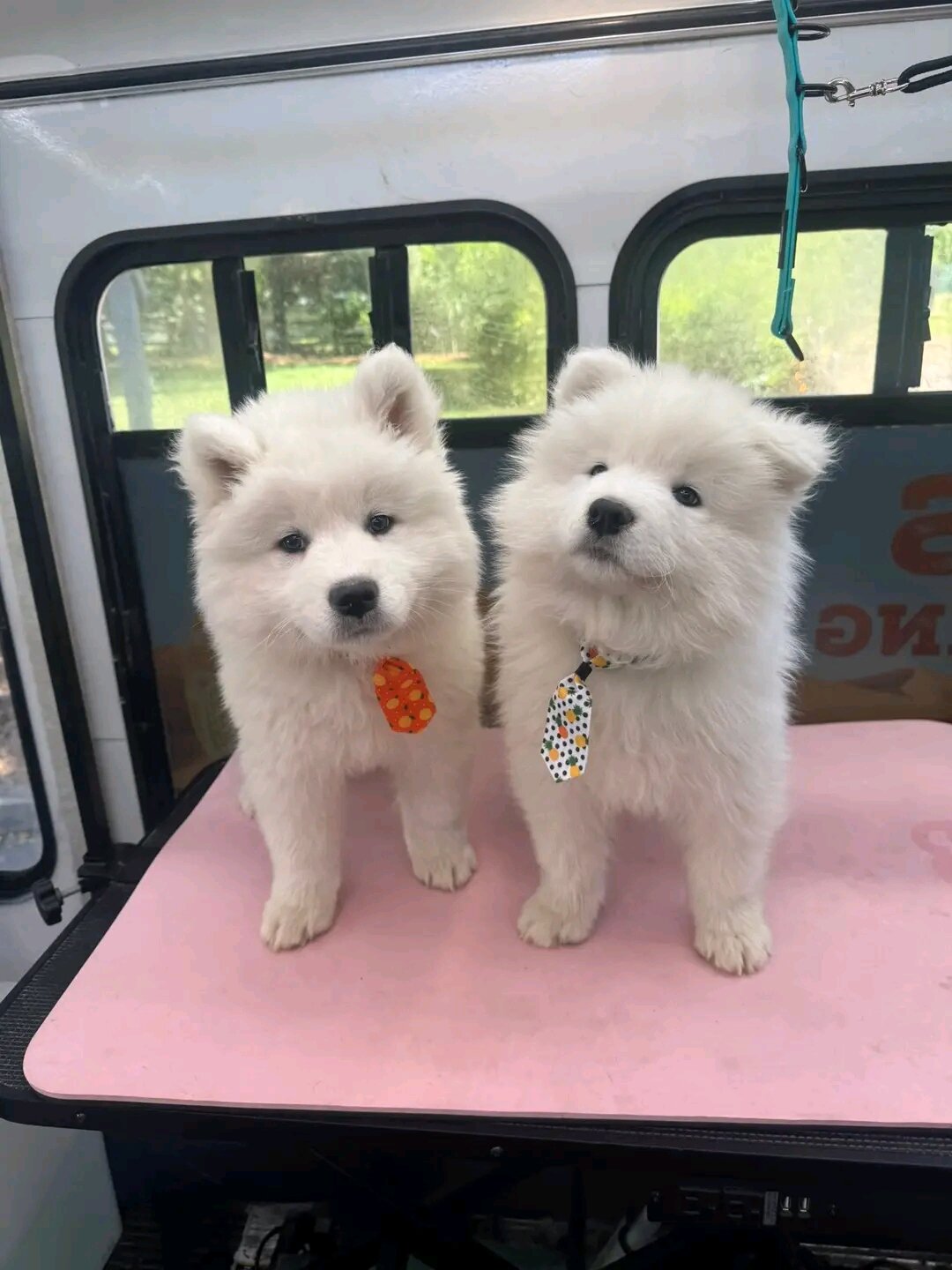 Purebred Samoyed puppies available for pick-up! 🐾 image 2
