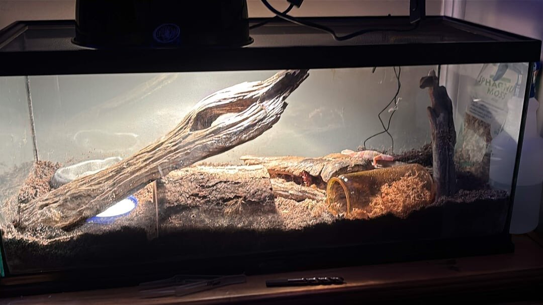 Leopard Gecko image 1