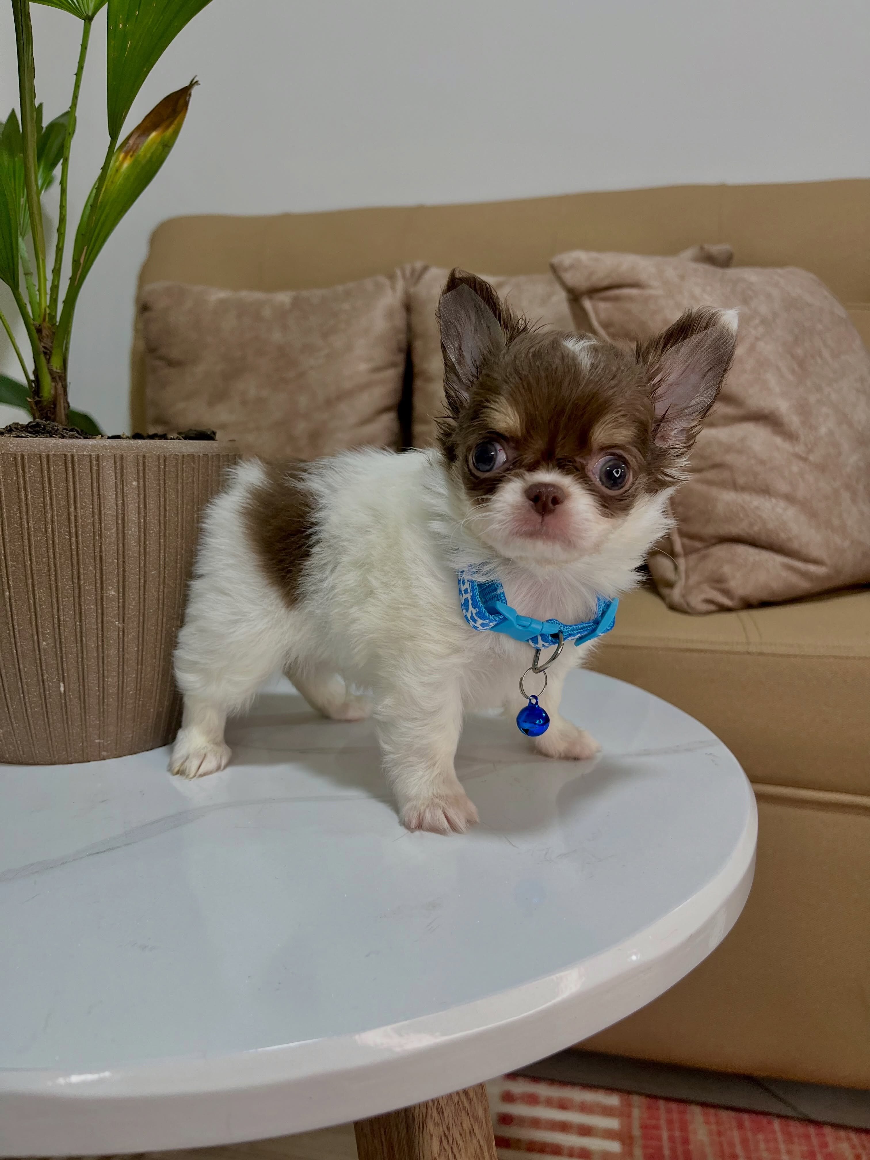 8 Week Old Chihuahua Puppy Available for Adoption image 2