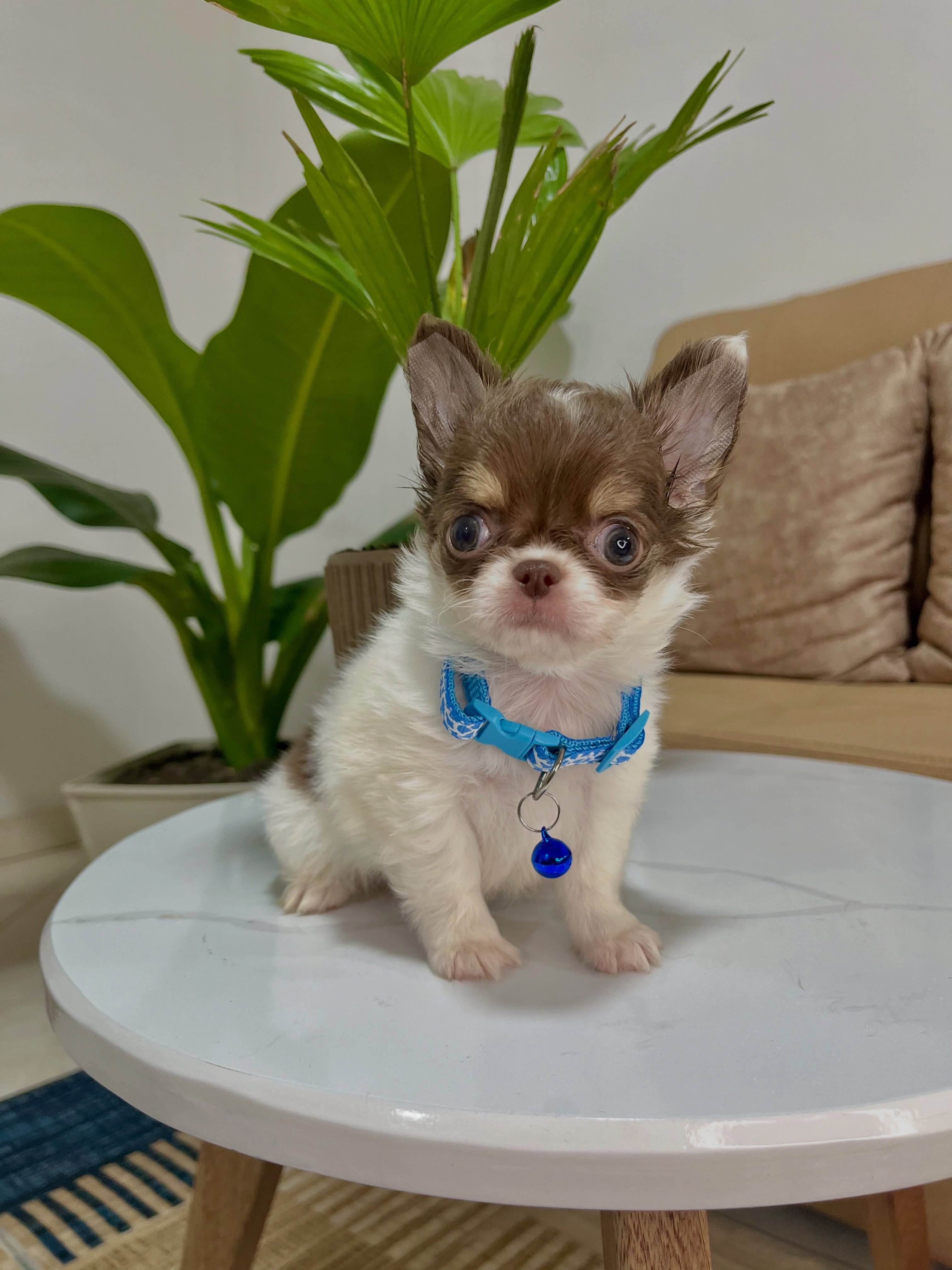 8 Week Old Chihuahua Puppy Available for Adoption image 1