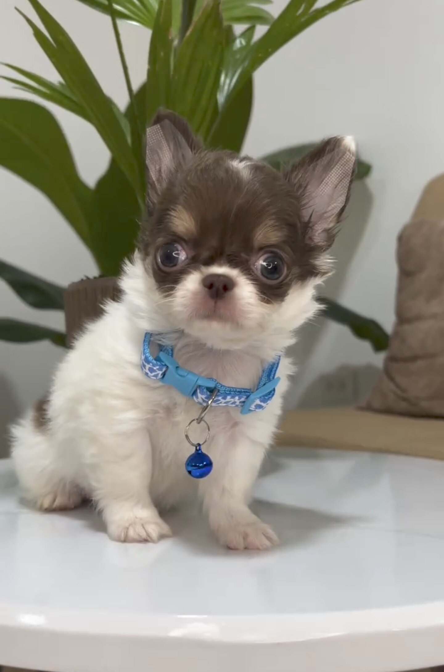 8 Week Old Chihuahua Puppy Available for Adoption image 3