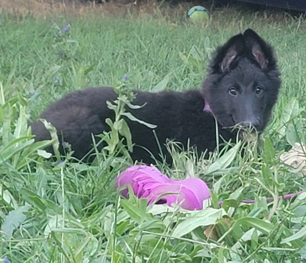 Belgian Sheepdog puppies image 3