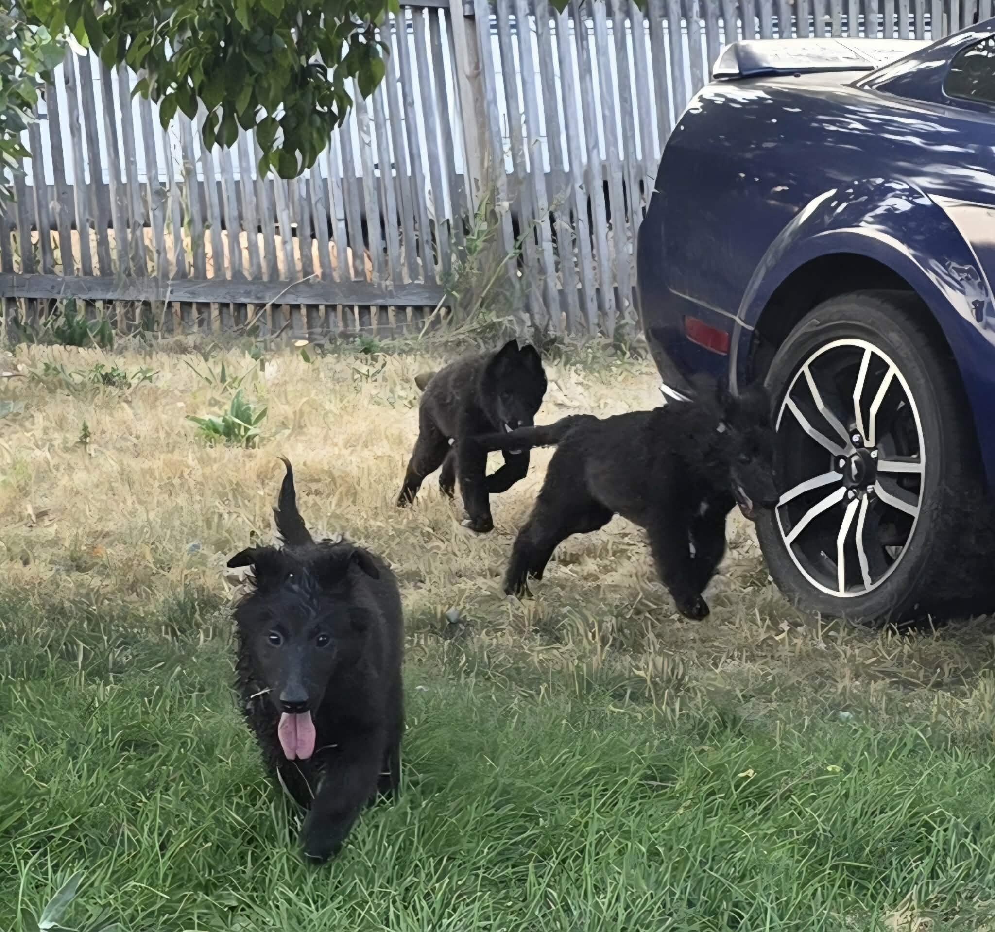 Belgian Sheepdog puppies image 2