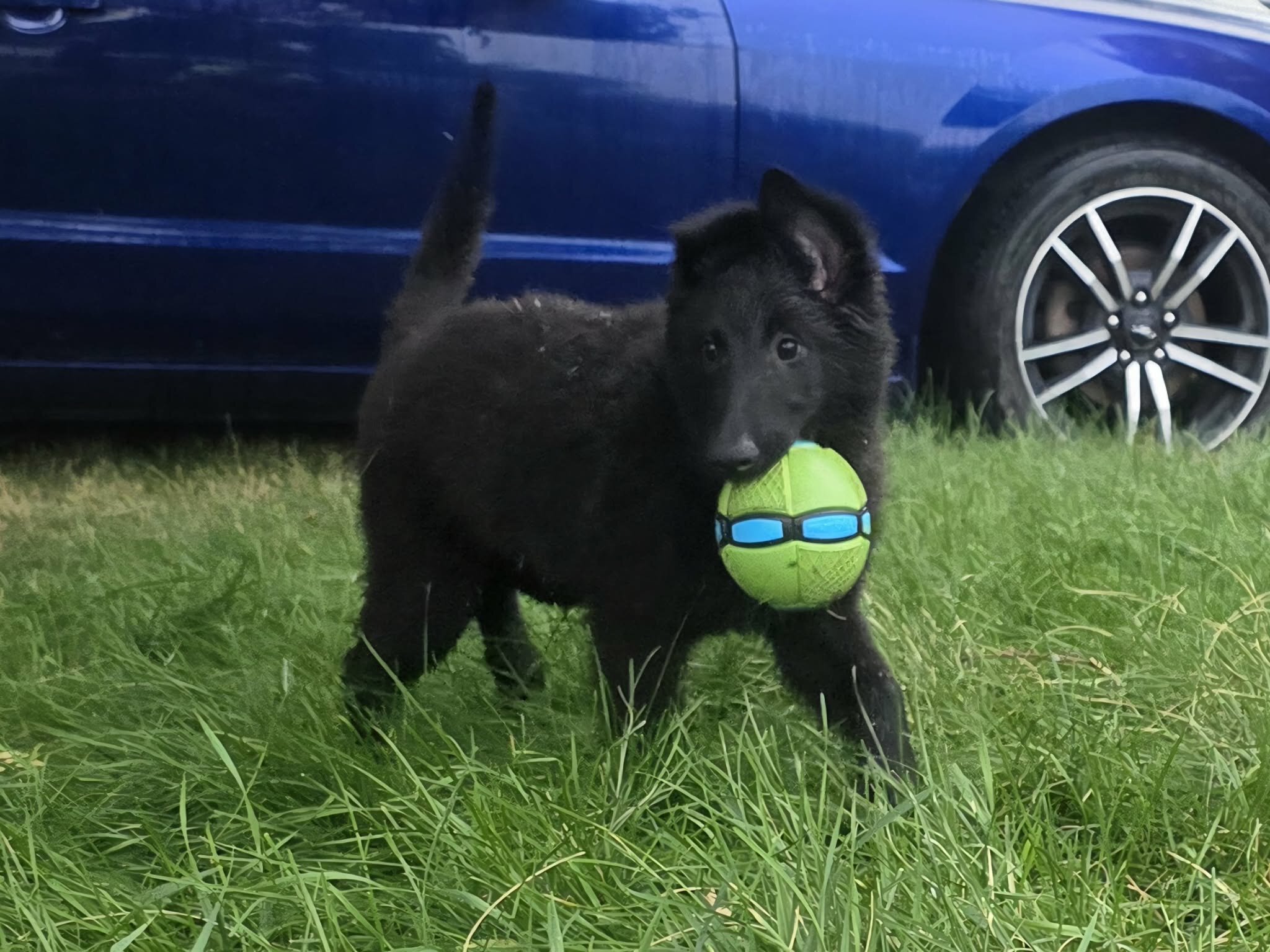 Belgian Sheepdog puppies image 1