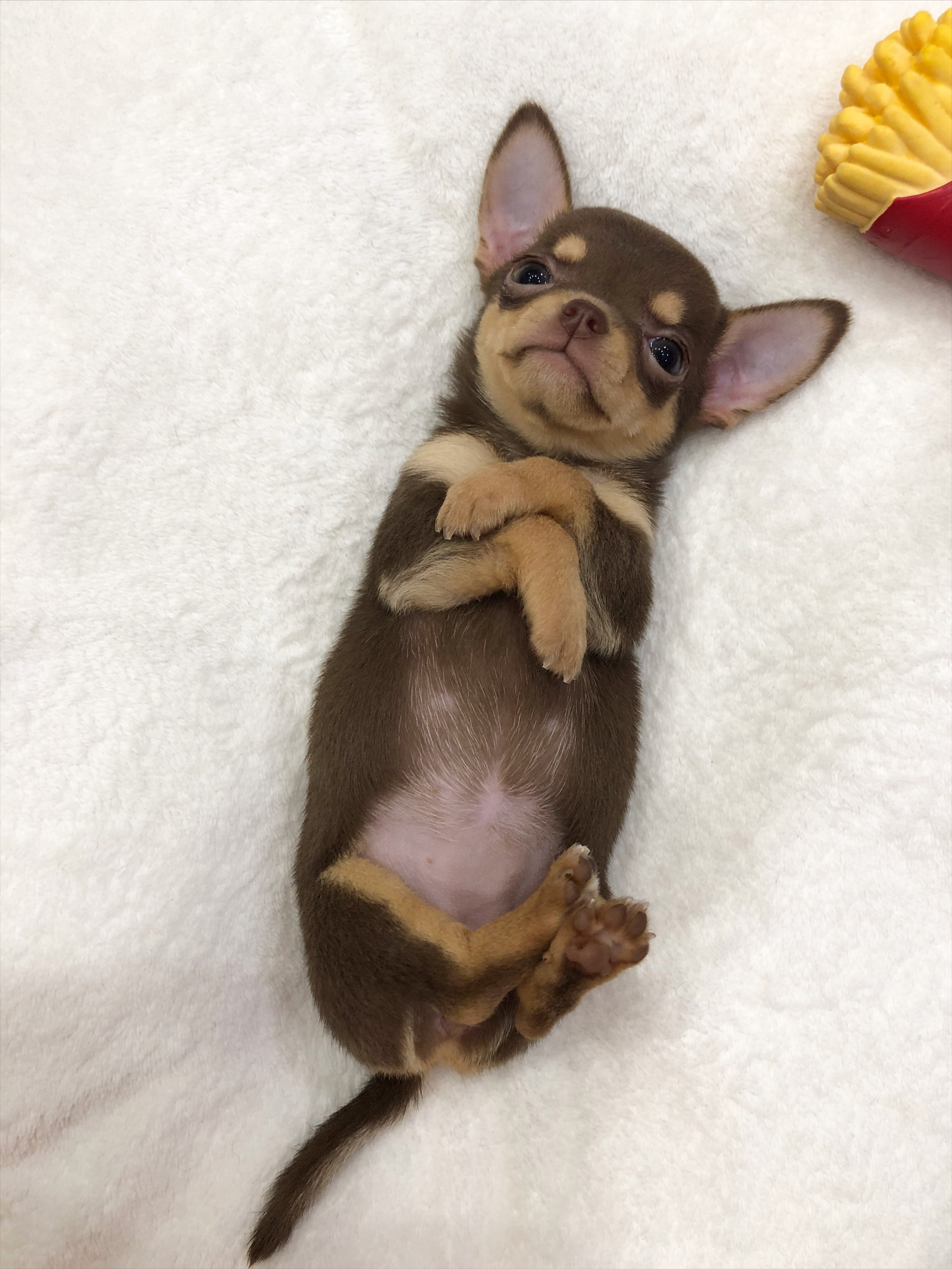 9 Week Old Chihuahua Puppy Available for Adoption image 3