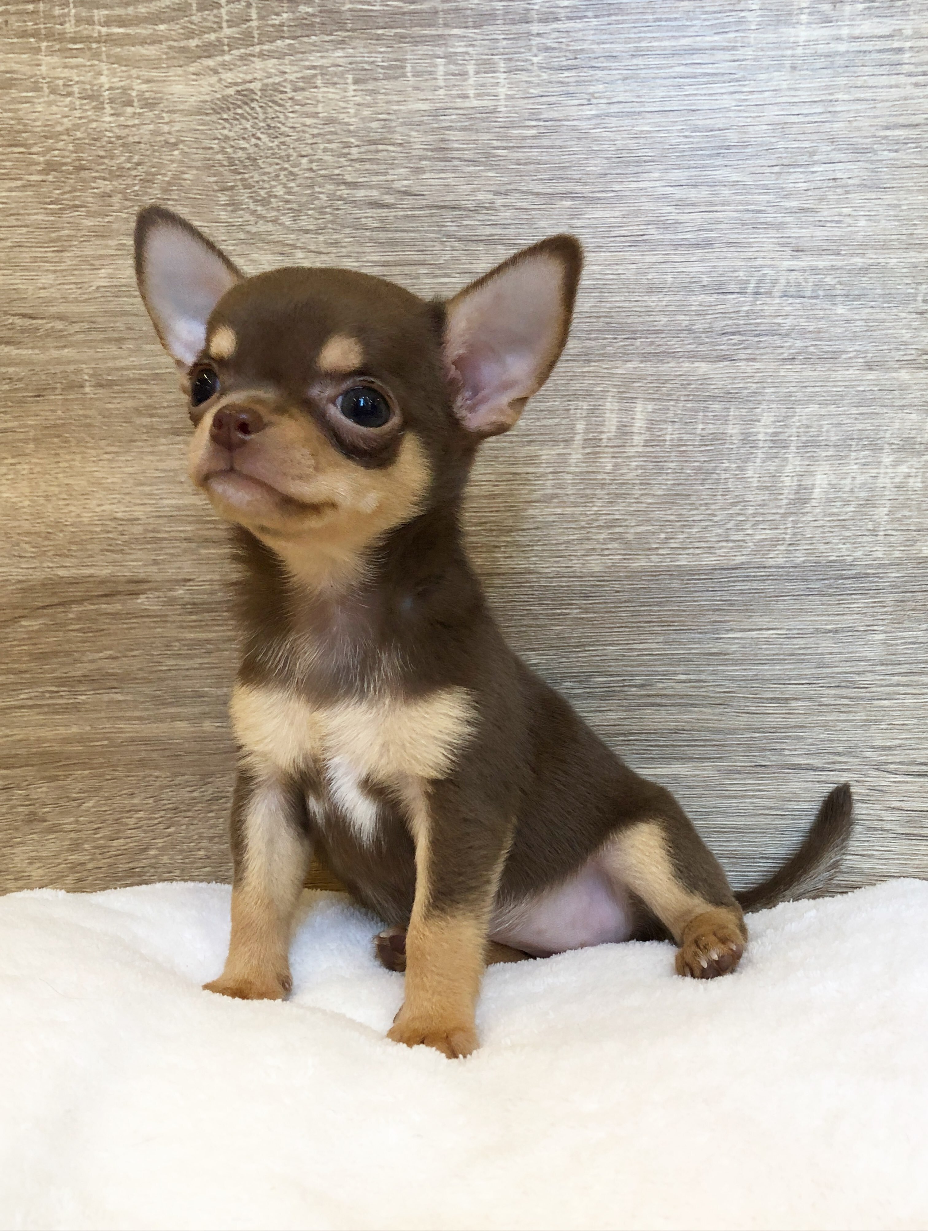 9 Week Old Chihuahua Puppy Available for Adoption image 2