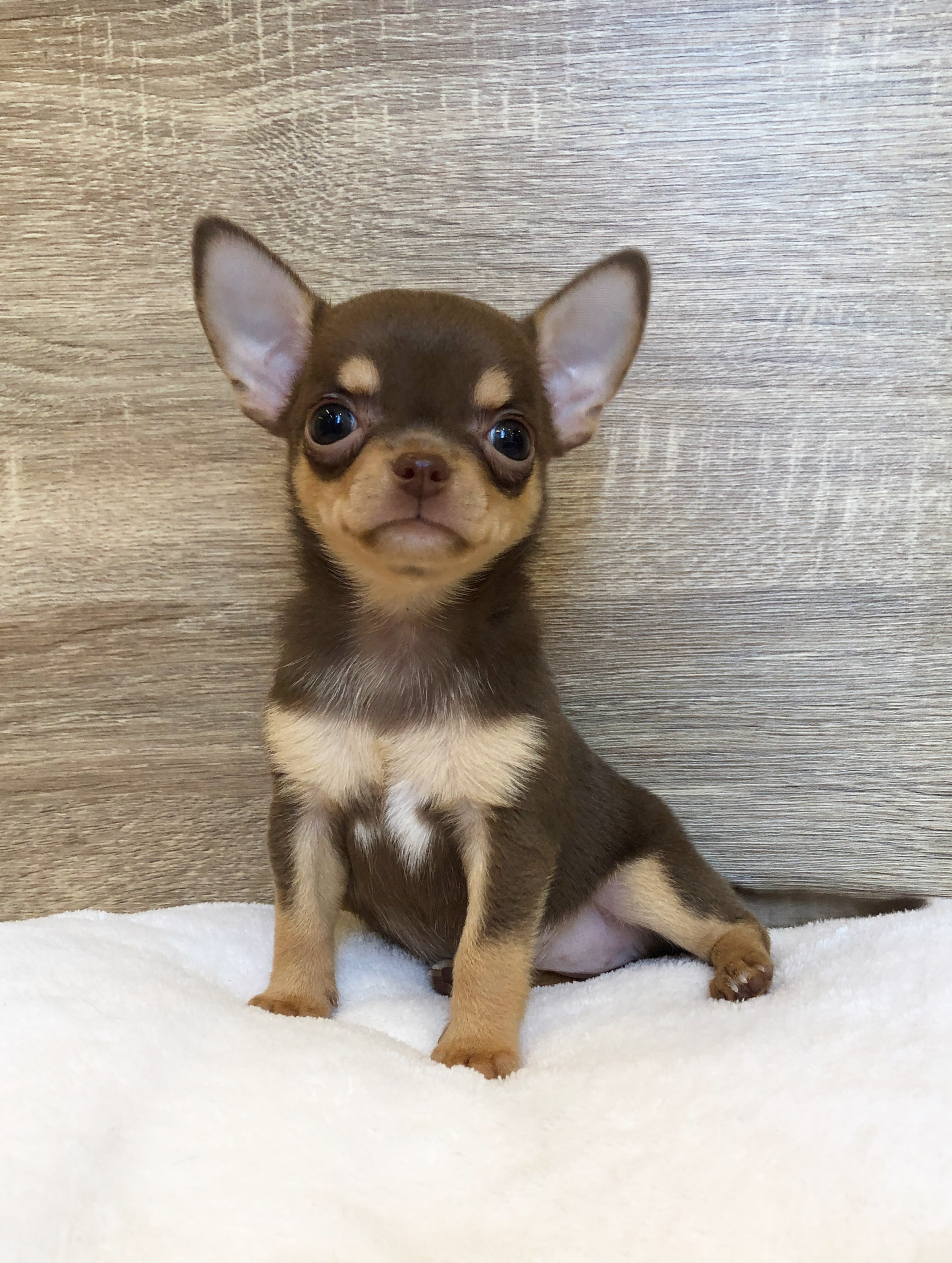 9 Week Old Chihuahua Puppy Available for Adoption image 1
