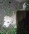 BARKEE (German Shepherd/Schnauzer) image 3