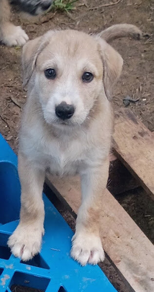 BARKEE (German Shepherd/Schnauzer) image 1