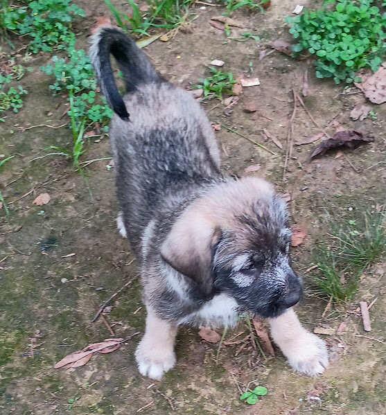 MARBLE (GERMAN SHEPHERD SCHNAUZER) image 4