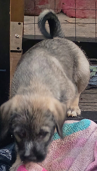 MARBLE (GERMAN SHEPHERD SCHNAUZER) image 2