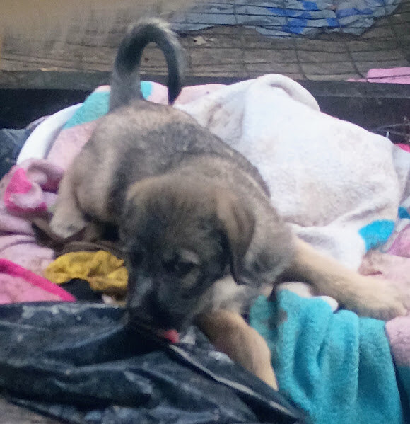 MARBLE (GERMAN SHEPHERD SCHNAUZER) image 3