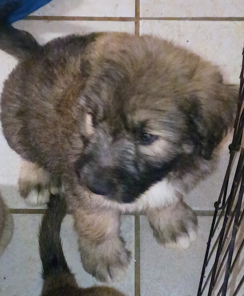 BLACKEE (German Shepherd Schnauzer) image 1