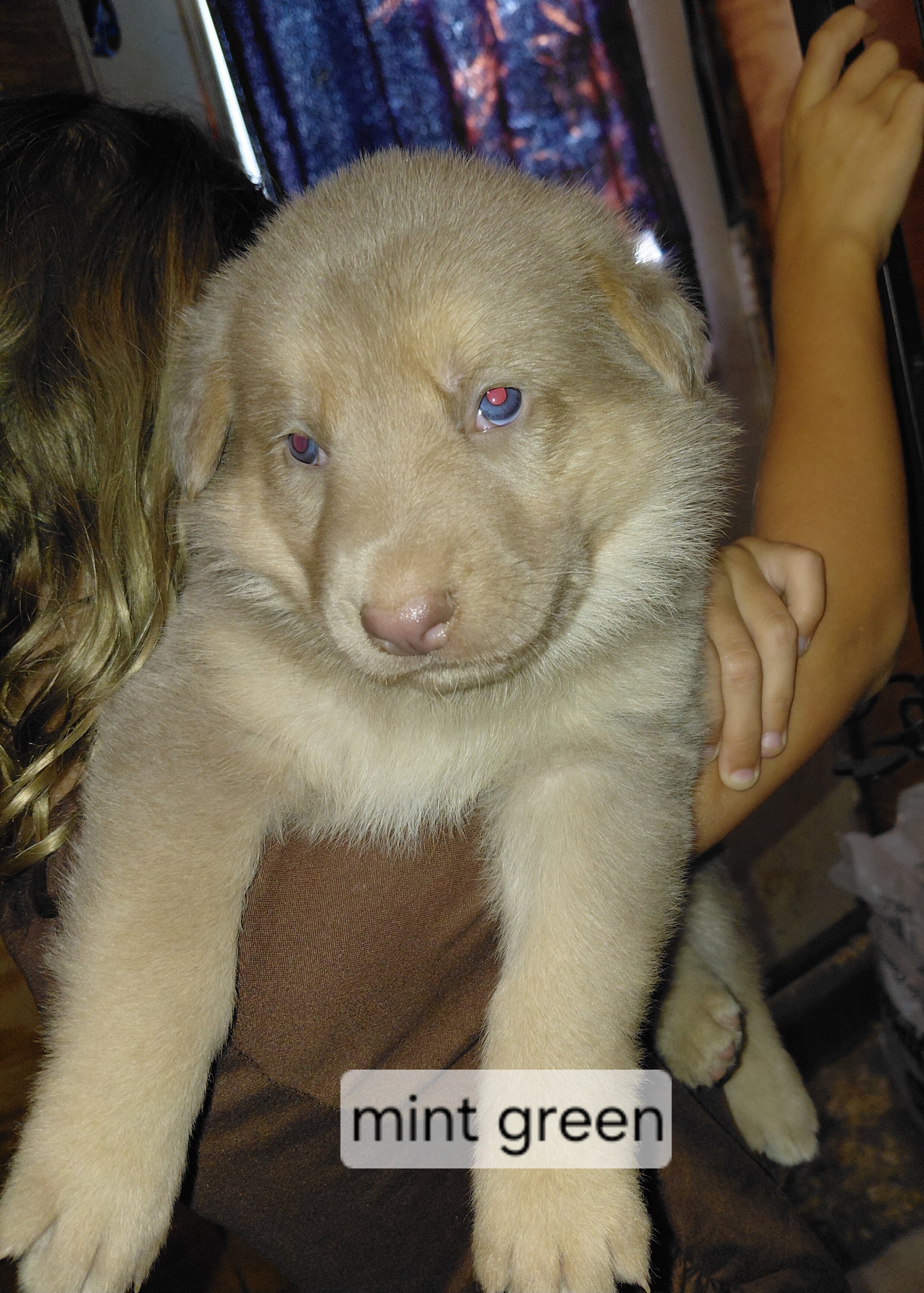 German shepherd image 1