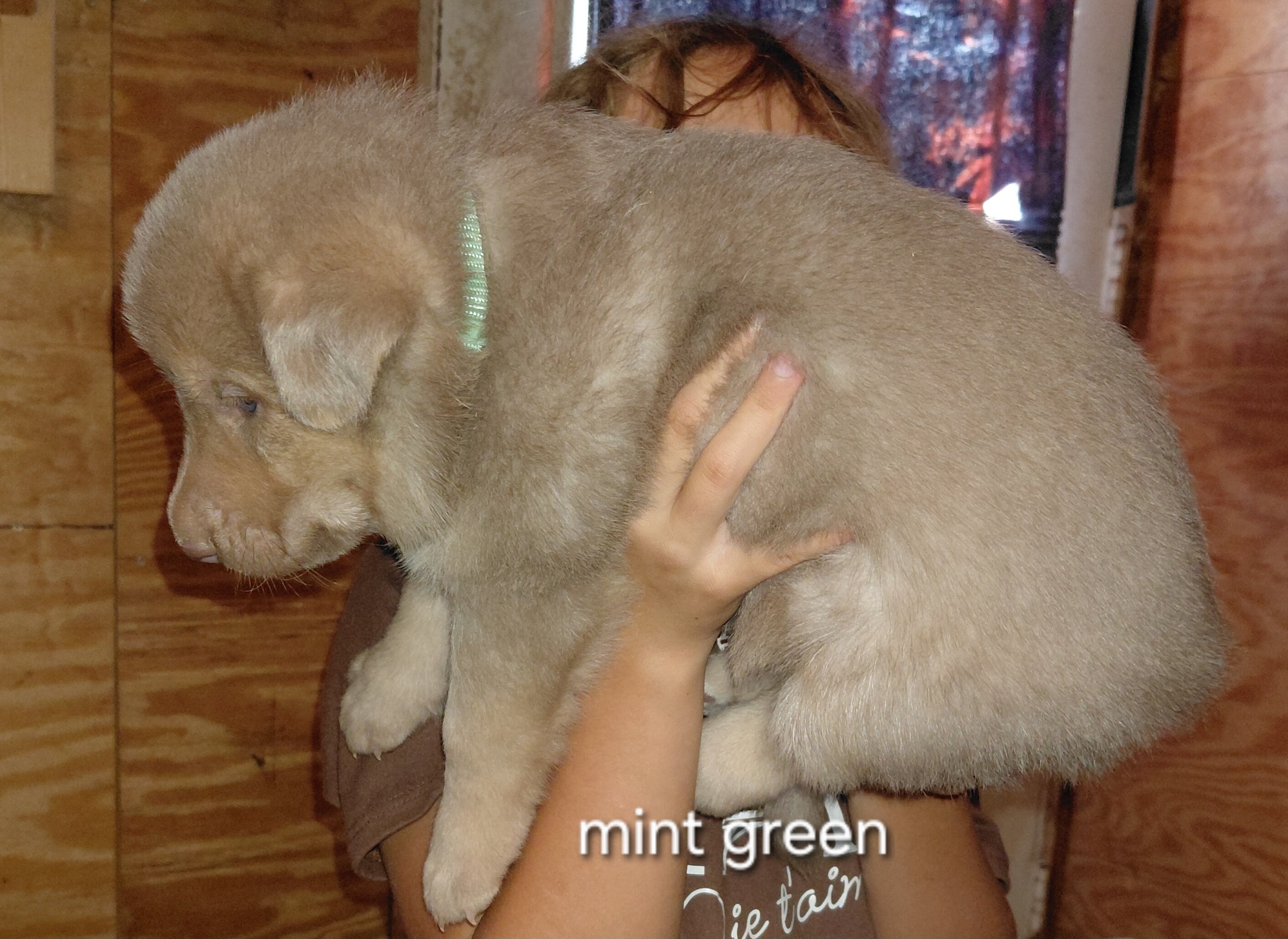 German shepherd image 2