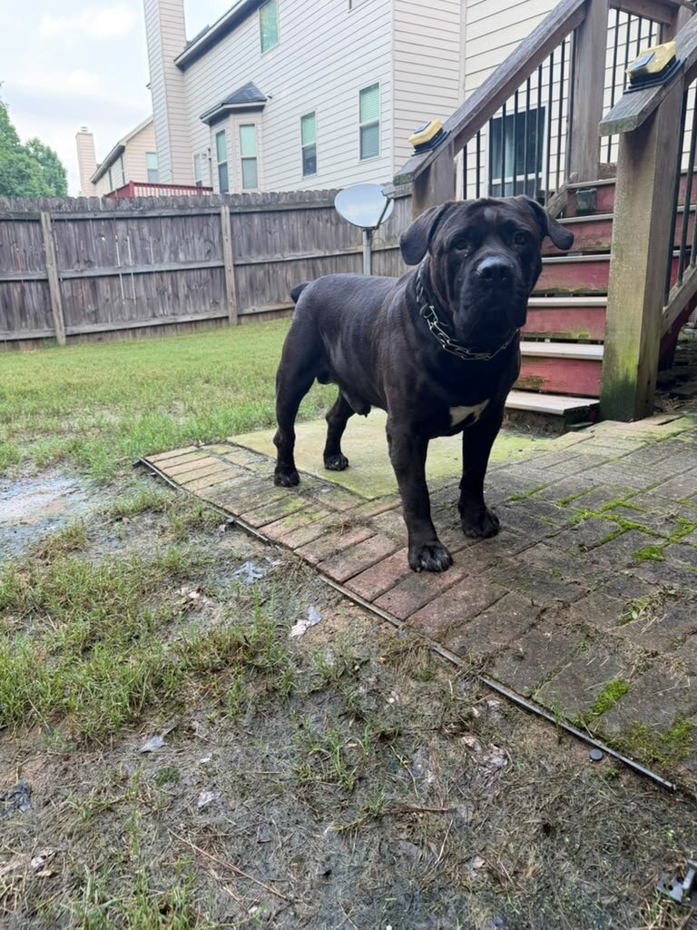 3-Year-Old Male South African Boerboel Seeking Exp image 3