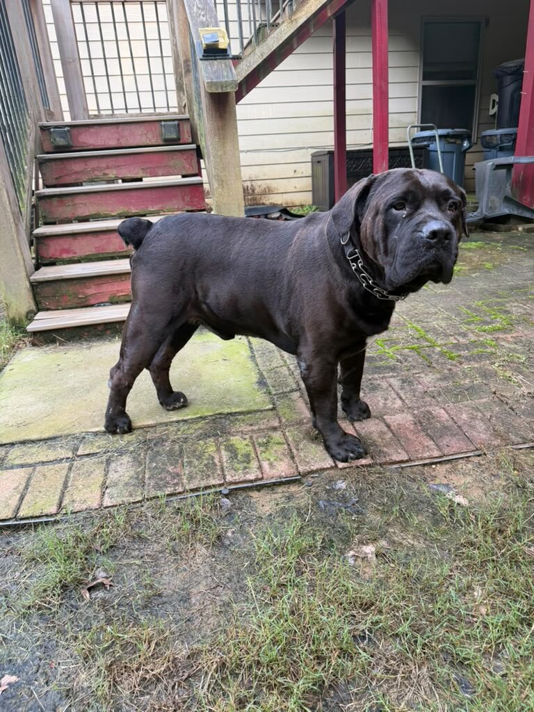 3-Year-Old Male South African Boerboel Seeking Exp image 2