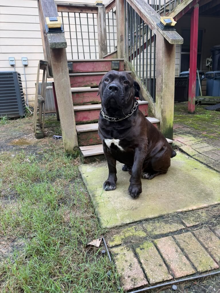 3-Year-Old Male South African Boerboel Seeking Exp image 1