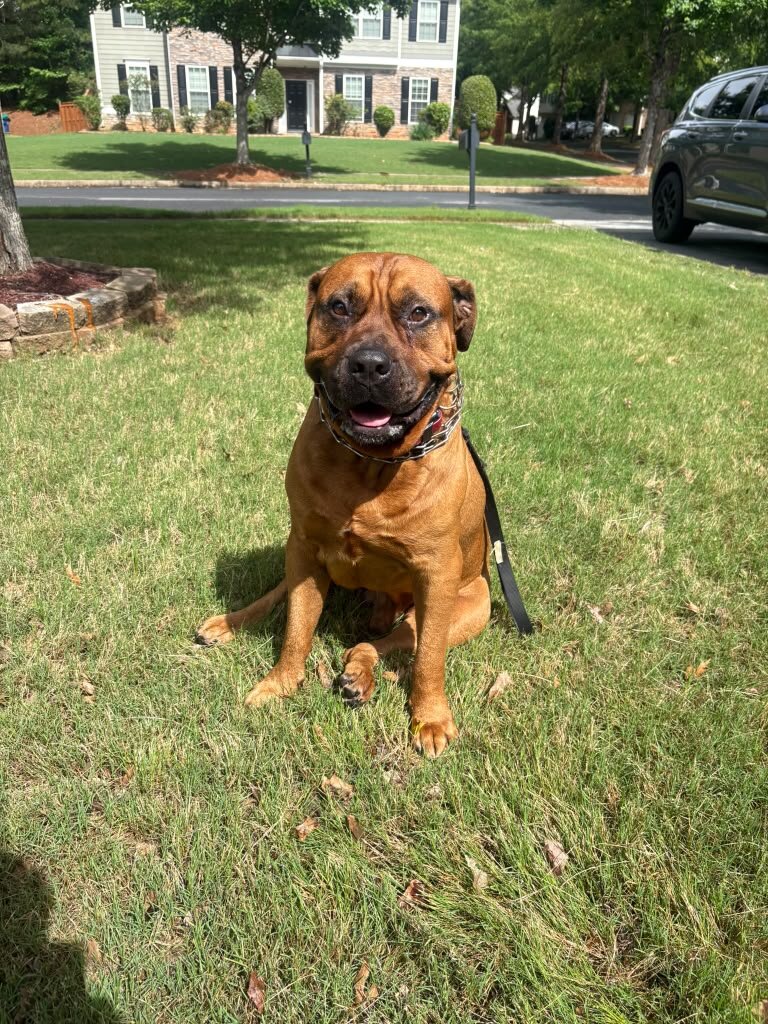 itle: 3-Year-Old Male South African Boerboel Seeki image 3
