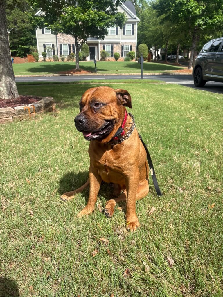 itle: 3-Year-Old Male South African Boerboel Seeki image 2