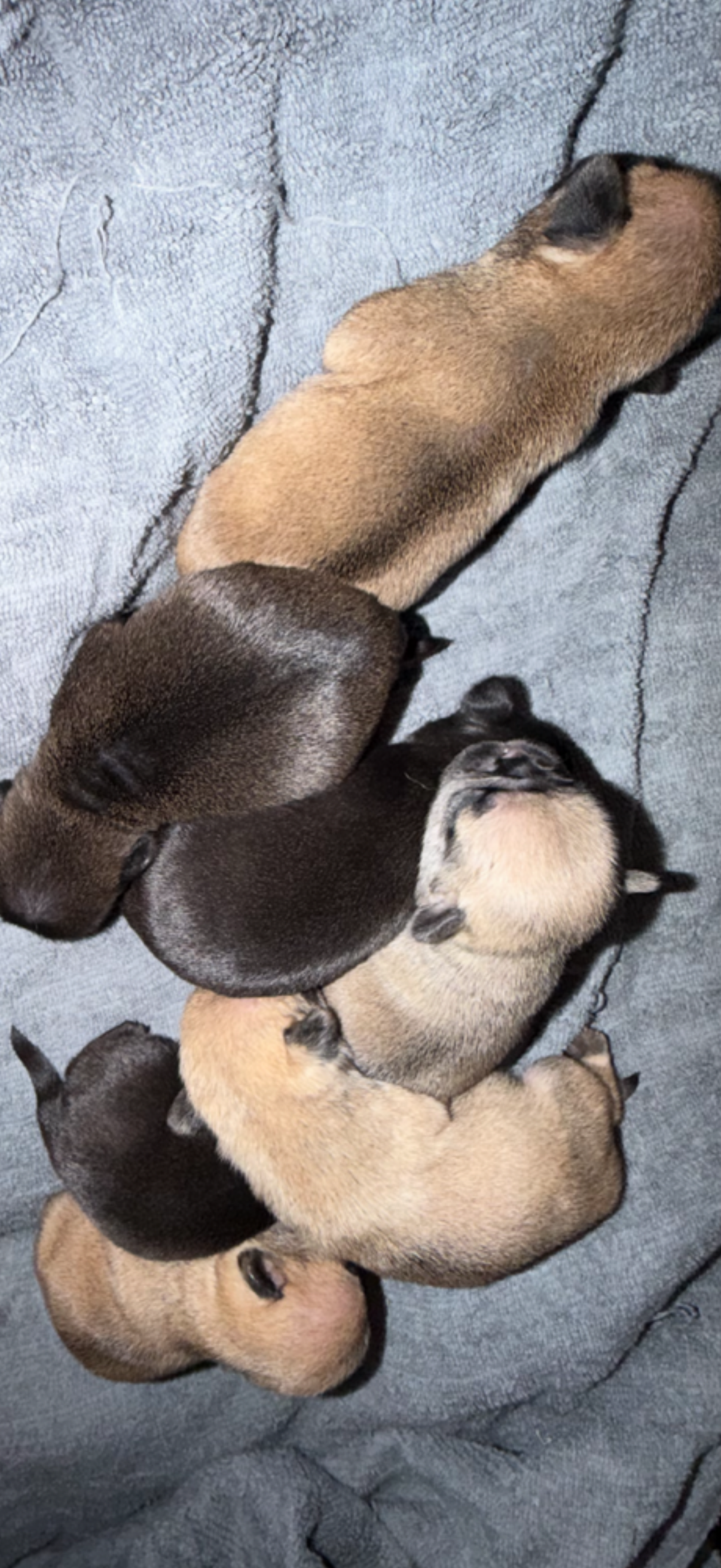 Pug image 1
