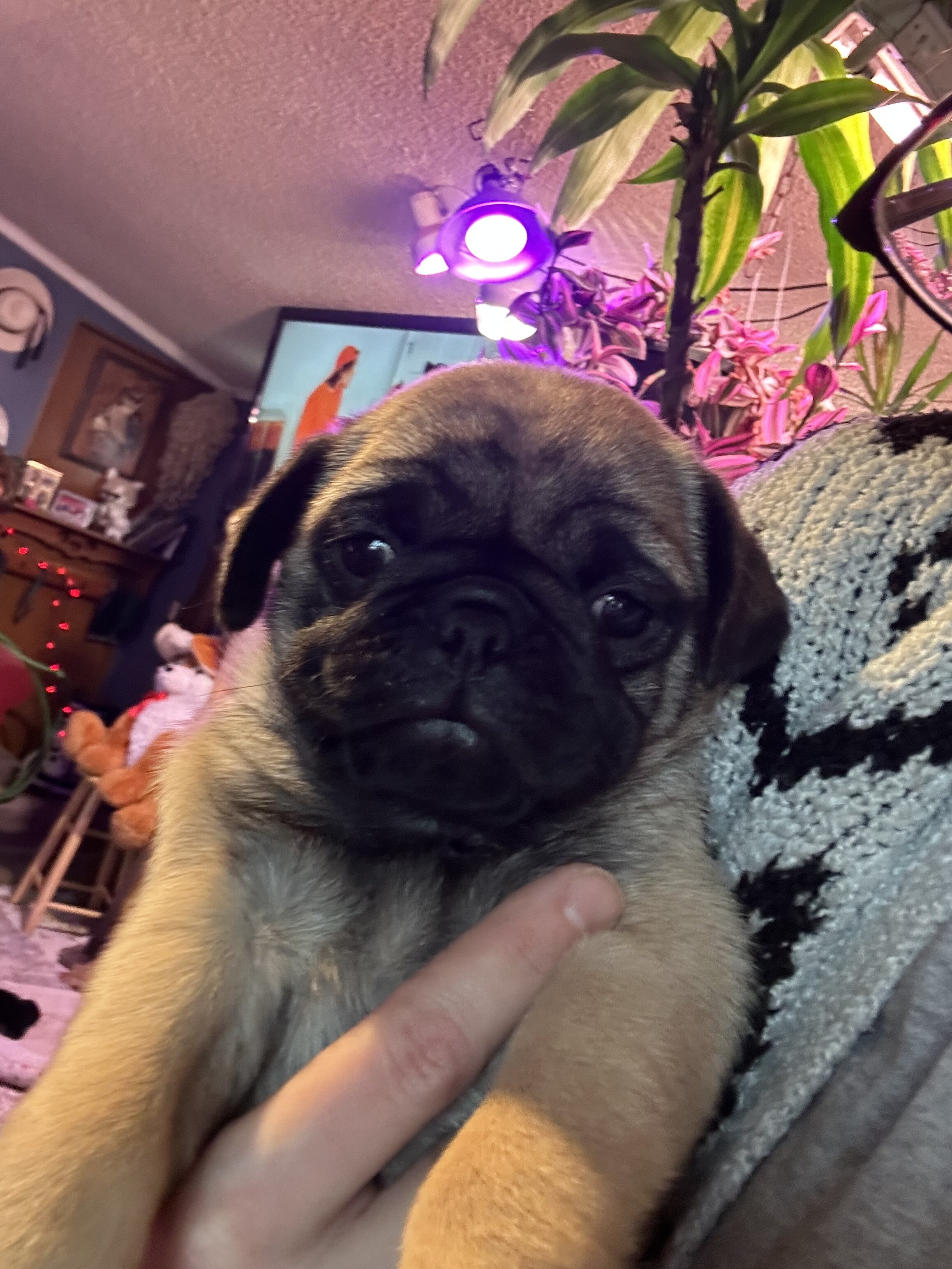 CKC Registered Pug Puppy Fawn image 2
