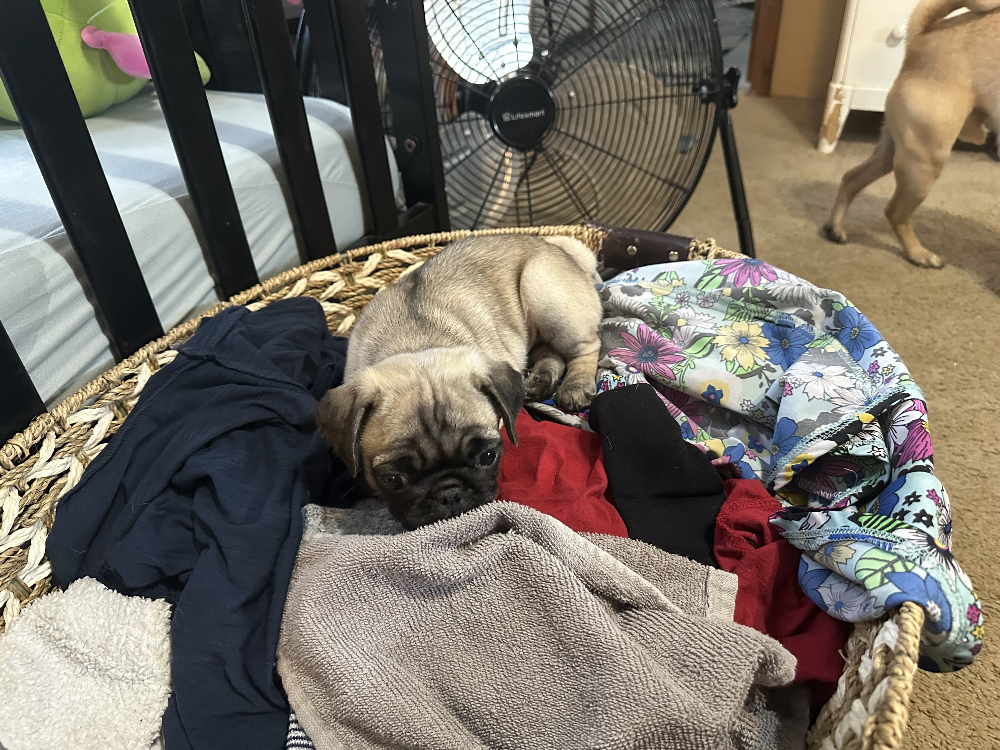 CKC Registered Pug Puppy Fawn image 1