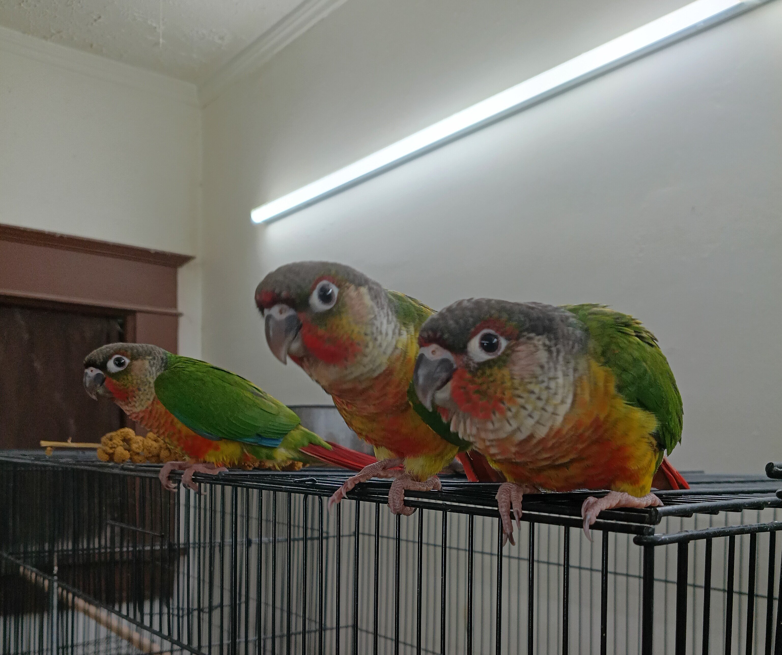 Baby Green Cheek Conures image 3